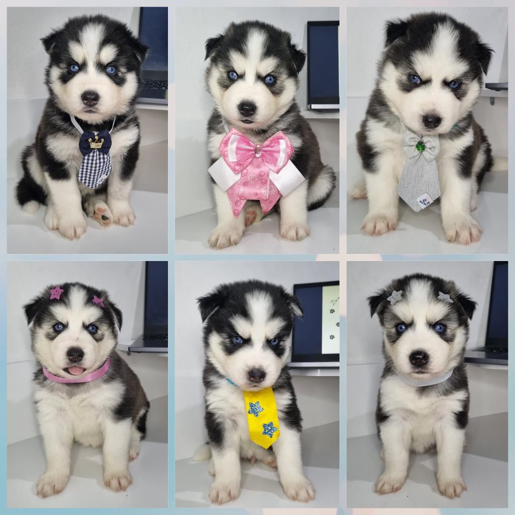 Portal Vendocão FILHOTES A PRONTA ENTREGA Manaus