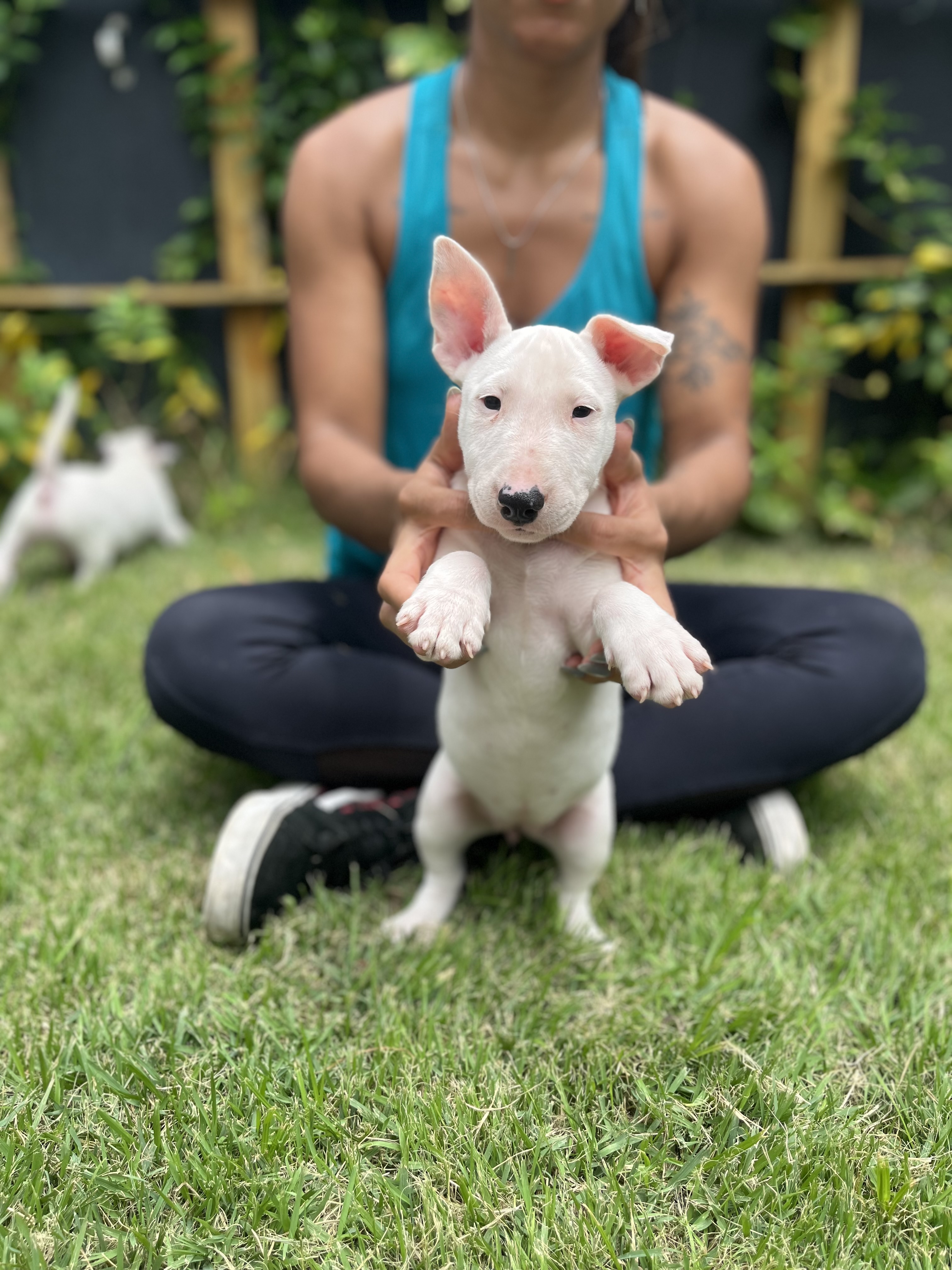 Portal Vendocão RARIDADE EM ARACAJU! Filhotes bull terrier Aracaju