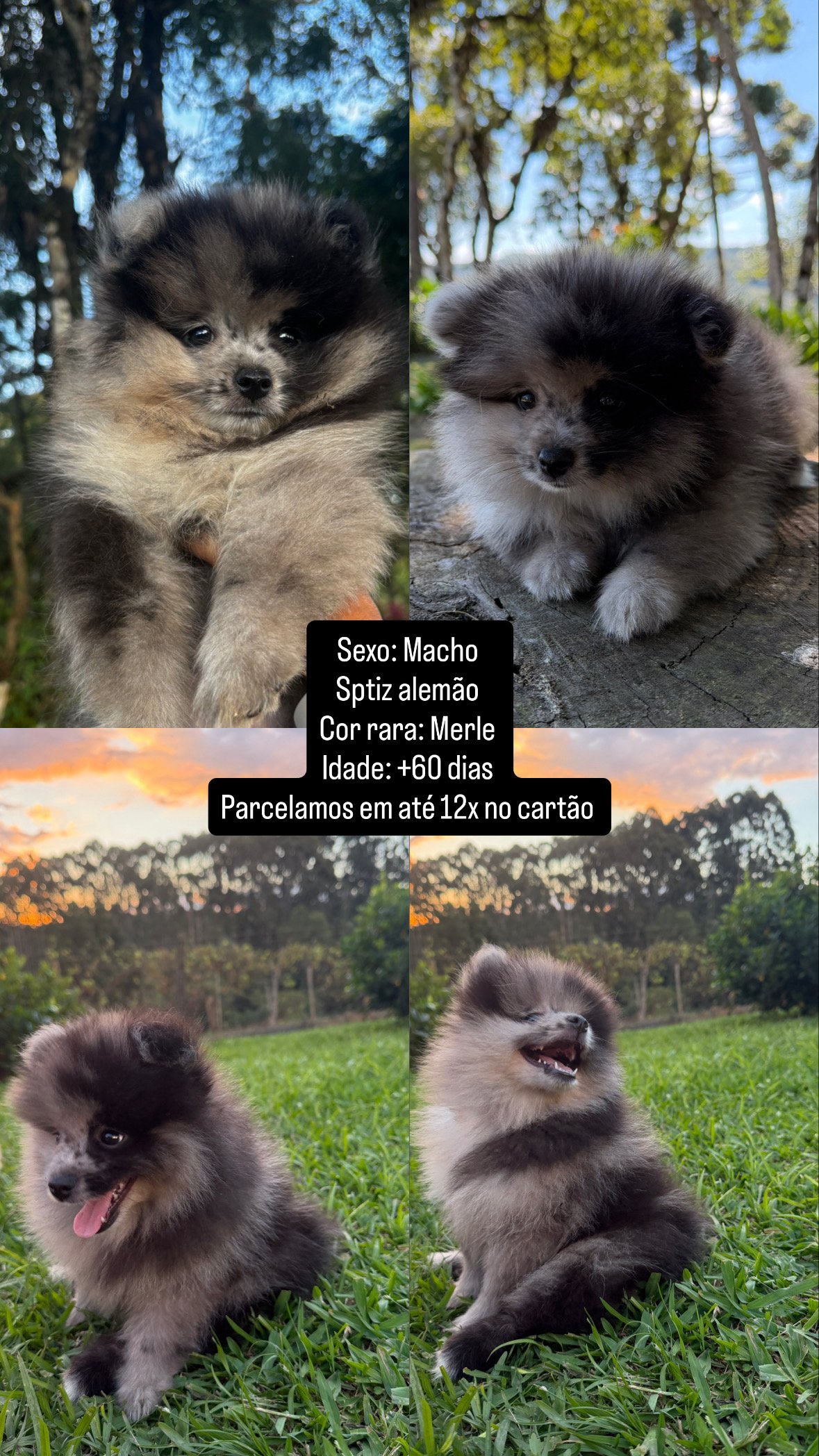 Filhotes Sptiz alemão/Lulu da pomerania  - Foto 2