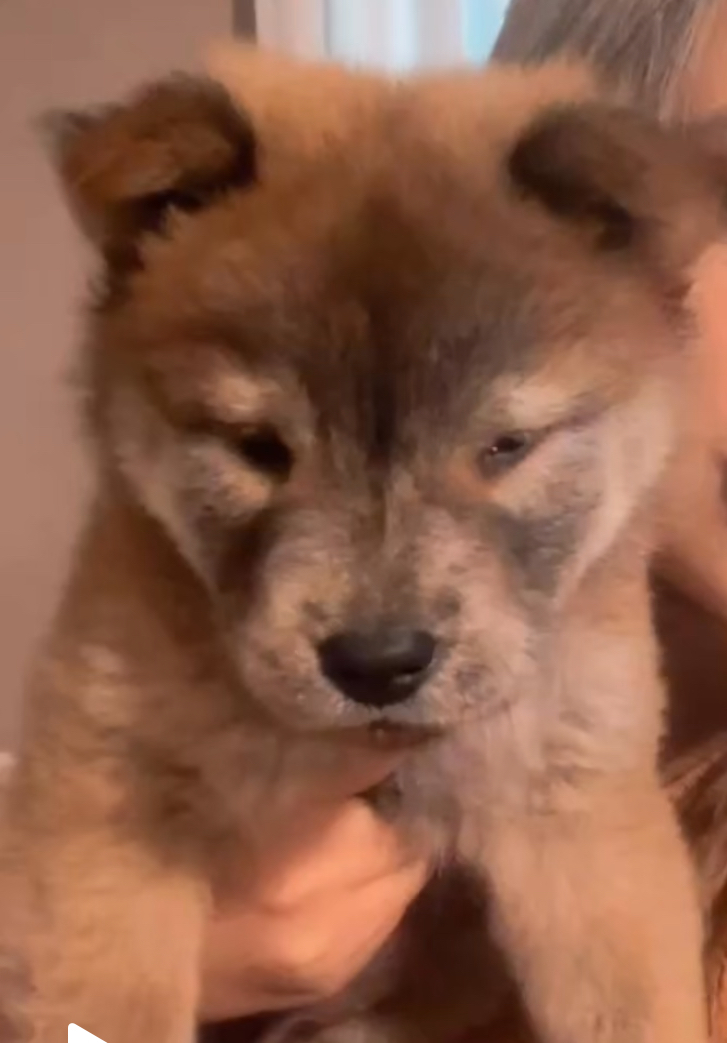 Portal Vendocão Vendo Chow Chow Feira de Santana