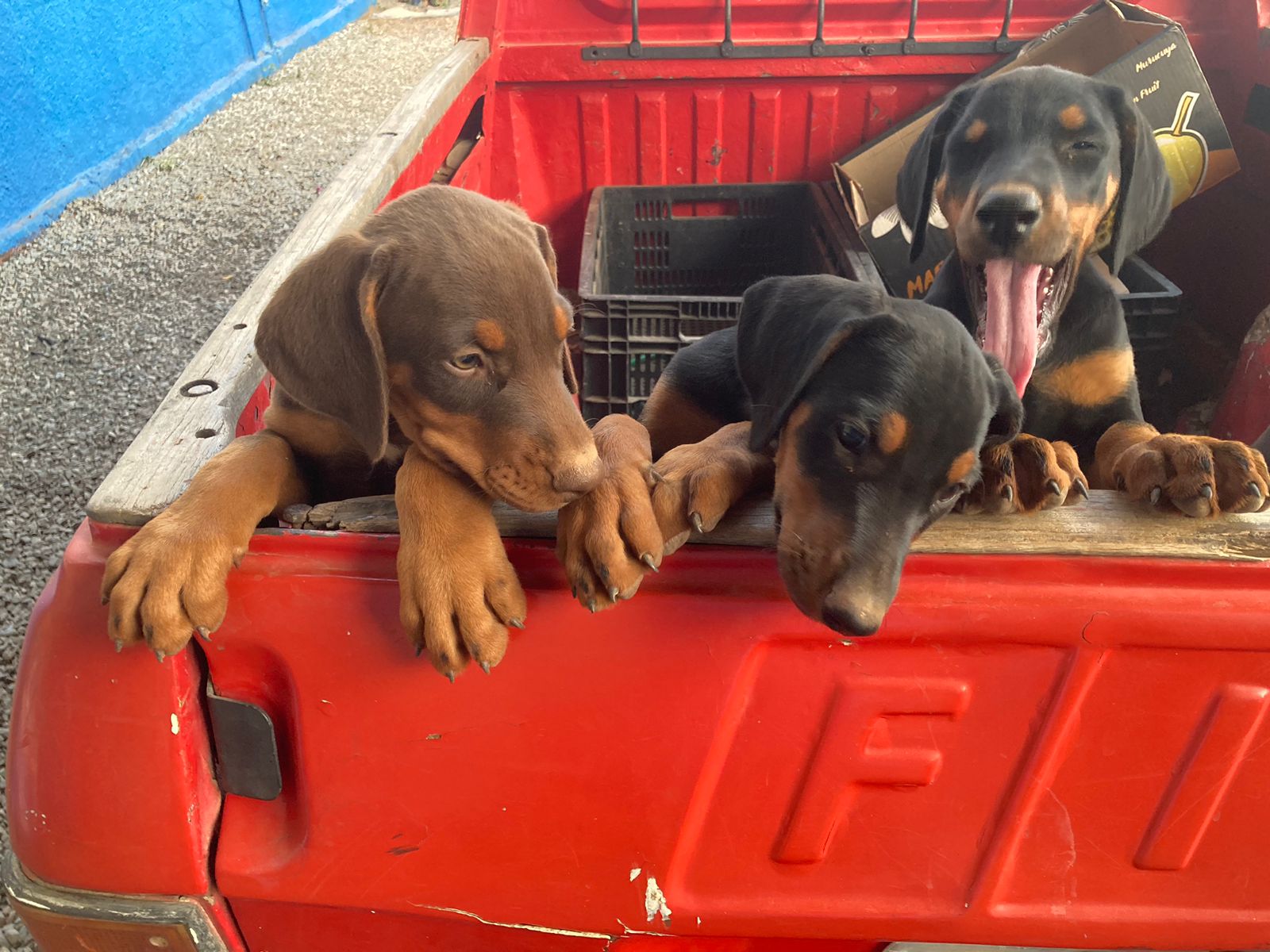 Portal Vendocão Filhotes Dobermann Arcos