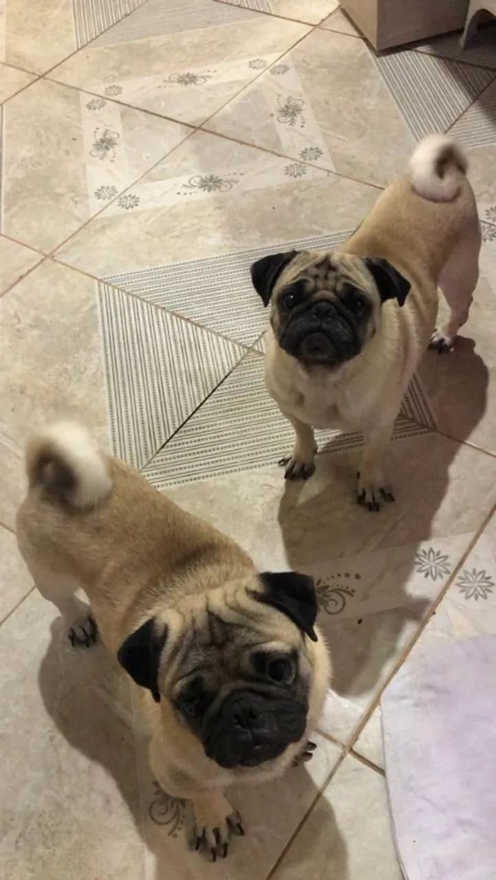 Pug - Foto 1
