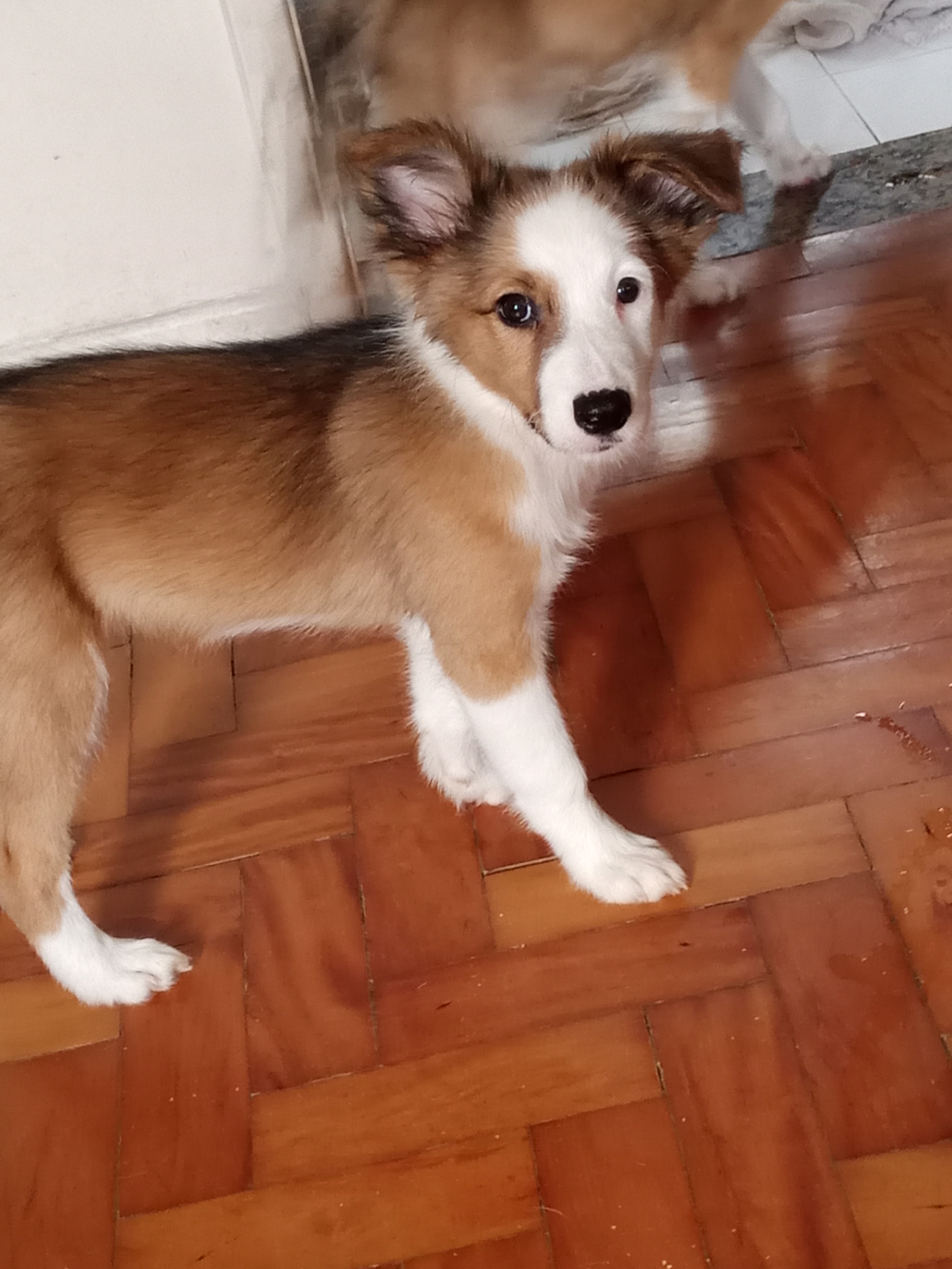 Vendo filhotes Boder collie raça pura - Foto 4