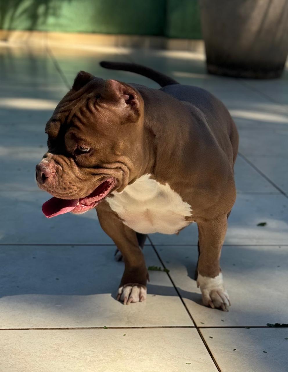 Portal Vendocão AMERICAN BULLY - COM PEDIGREE Umuarama 
