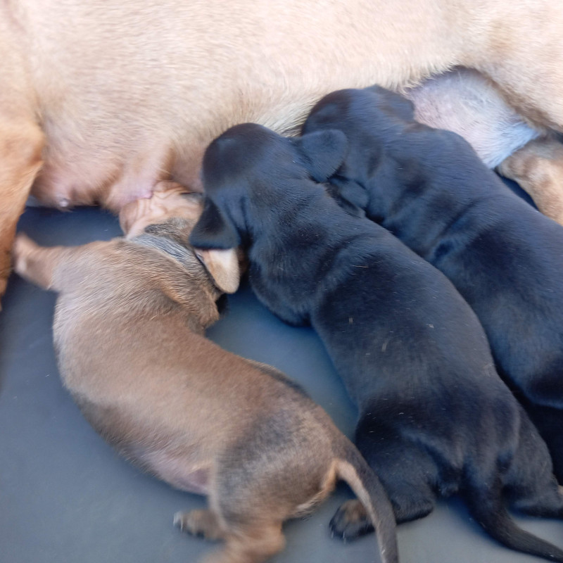 Lindas filhotes de Dachshund / Teckel / Salsicha - Foto 4