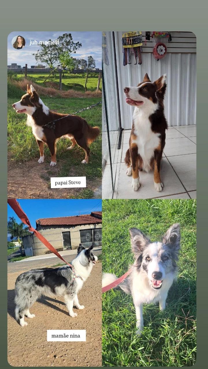 Portal Vendocão Filhotes  border collie  disponível  Votorantim 