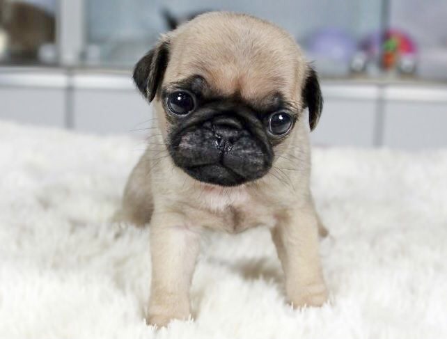 Portal Vendocão Pug alto padrão  Pouso Alegre 