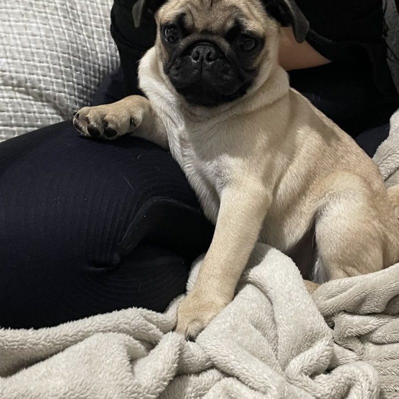 Pug