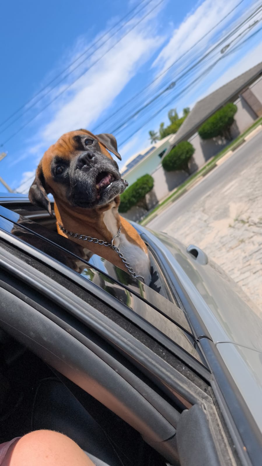 Portal Vendocão Filhotes de Boxer Lauro de Freitas