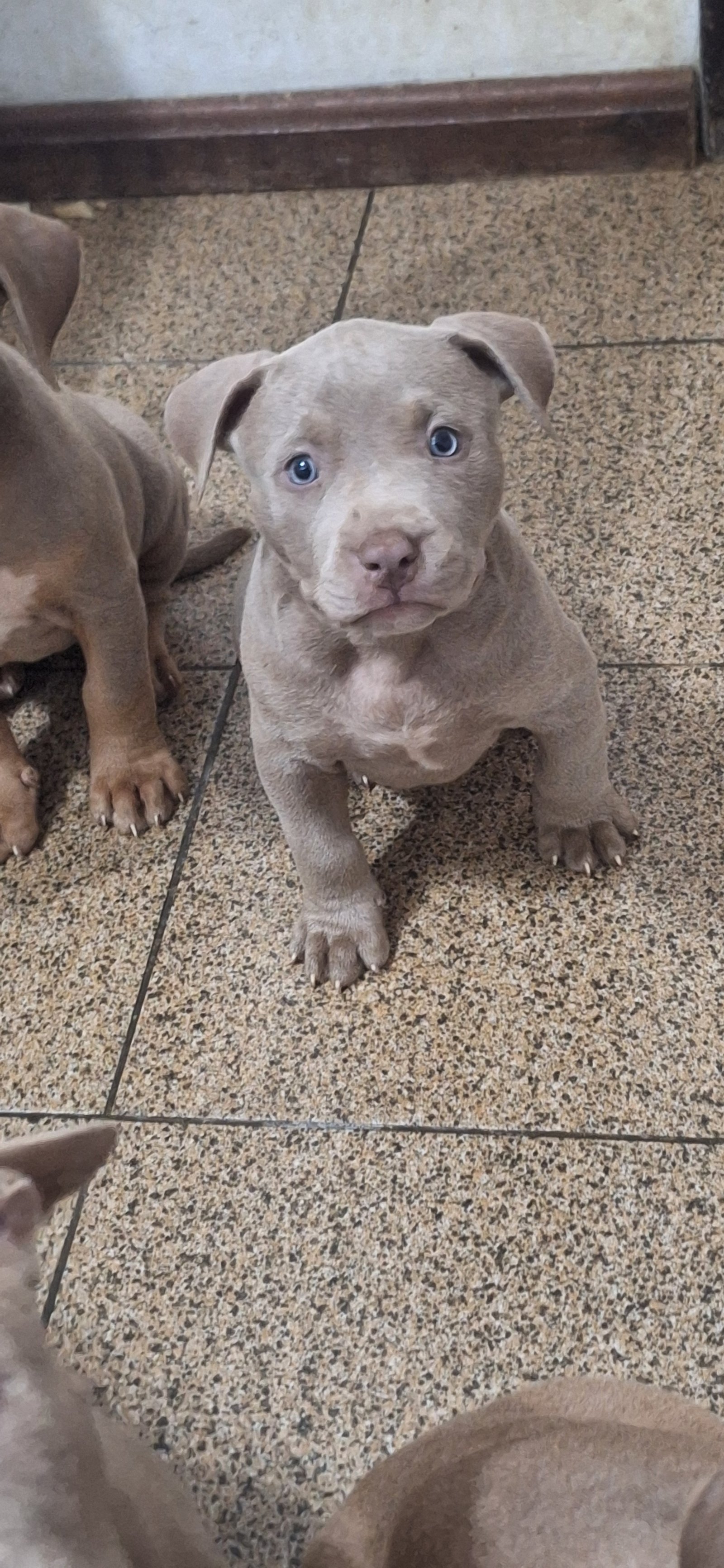 Filhote de Pitmonster/brazilian bull  - Foto 2