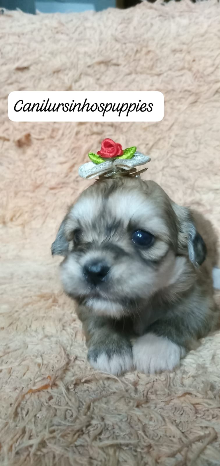 lhasa apso garanta hoje seu bebe #canilursinhospuppies  - Foto 4