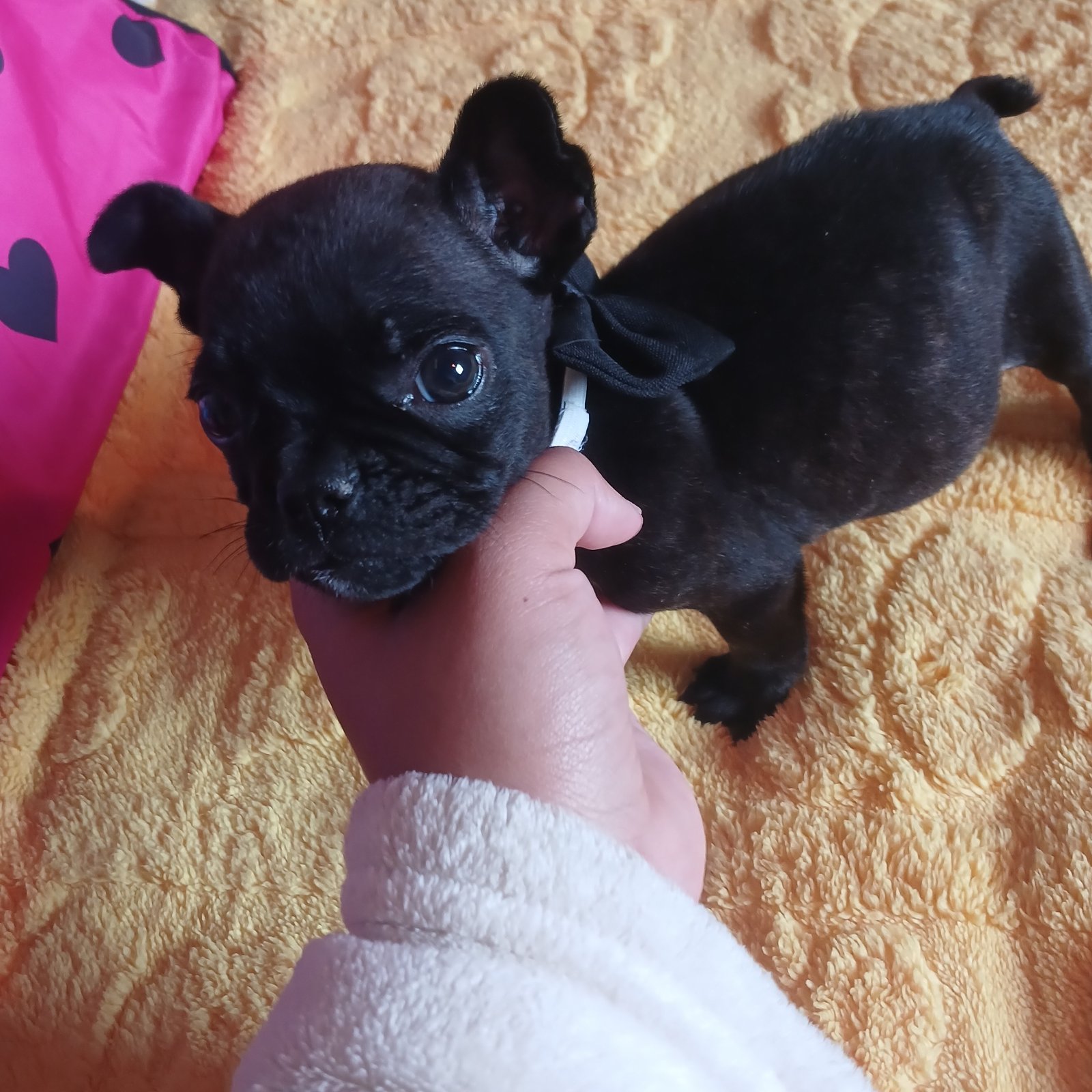 Cachorro buldoge francês fêmea