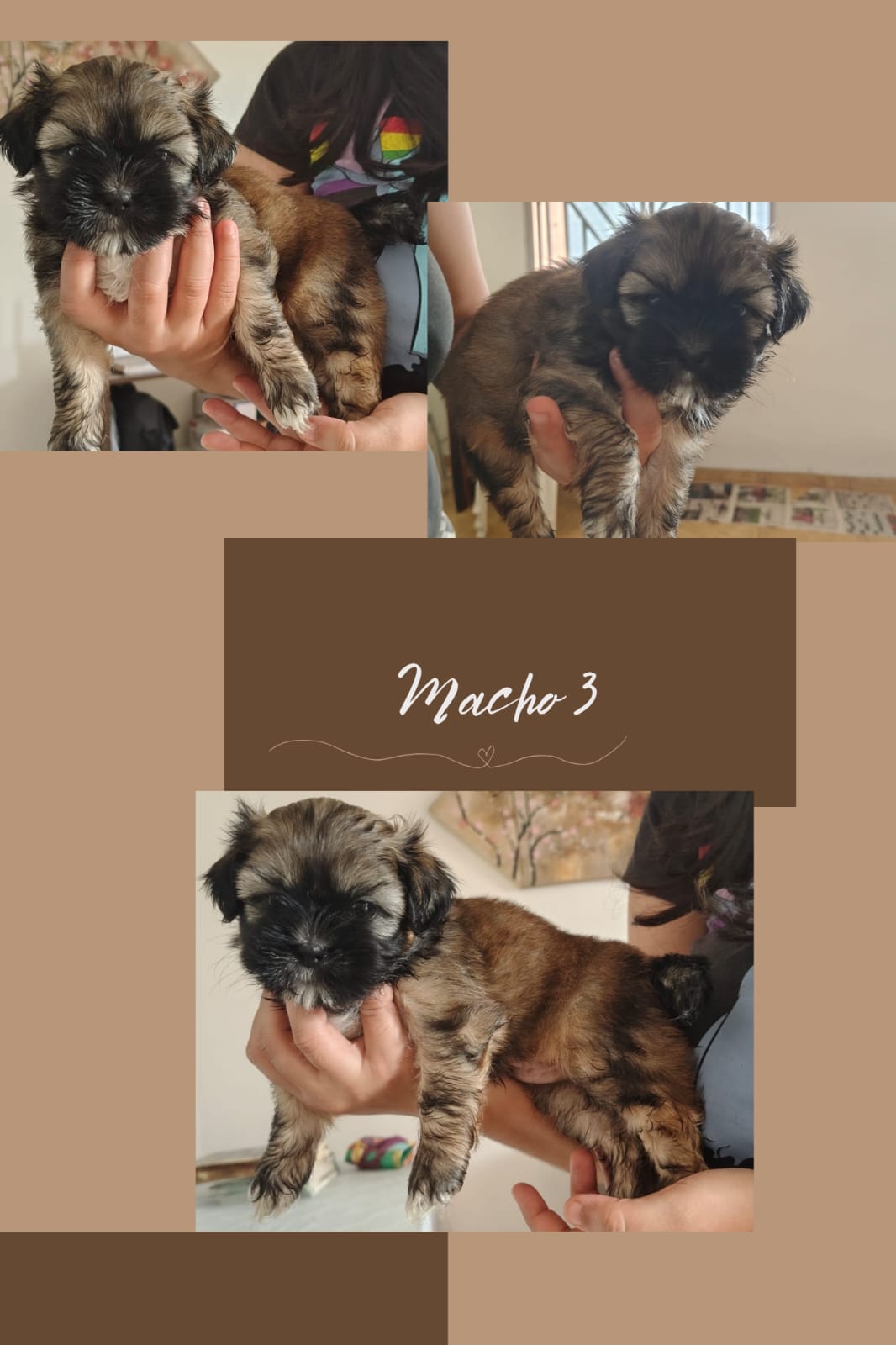 Shih-tzu - Foto 3