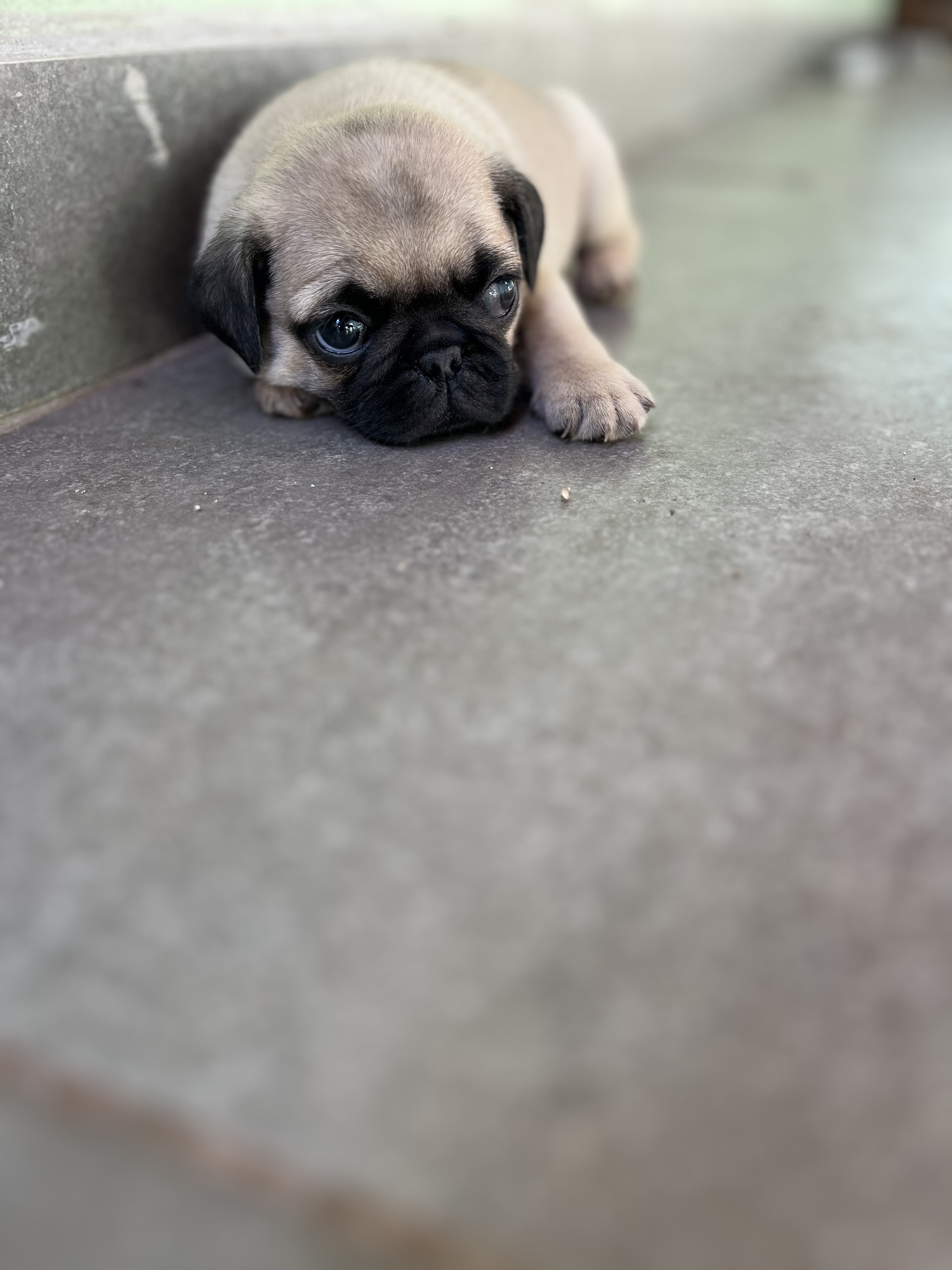 Portal Vendocão Vende-se filhotes de Pugs Mário Campos 
