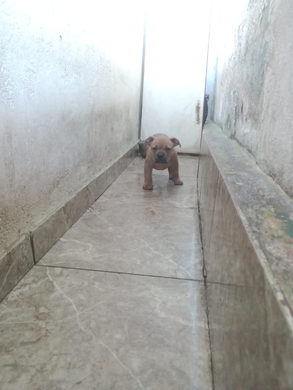 Filhote American bully fêmea 