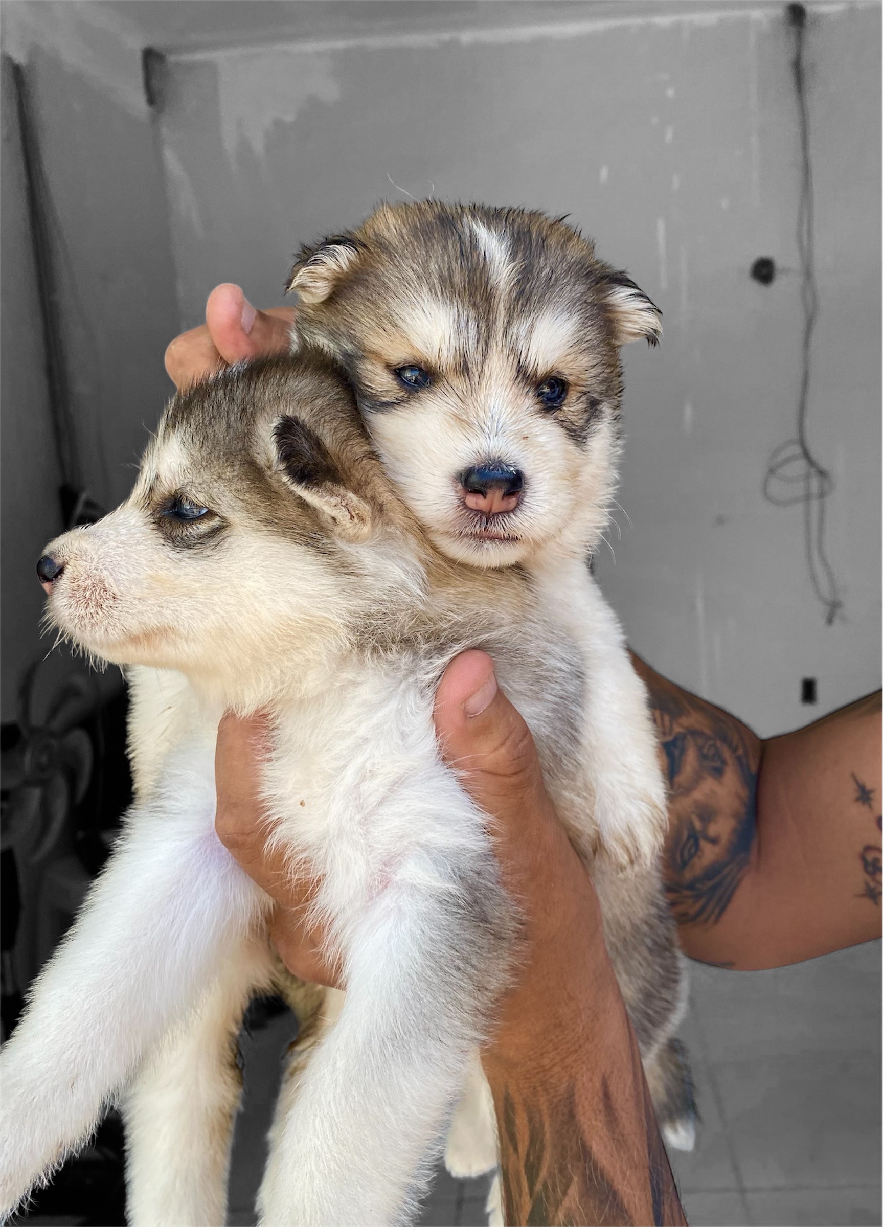 Portal Vendocão Filhote de husky siberiano  São Luís 