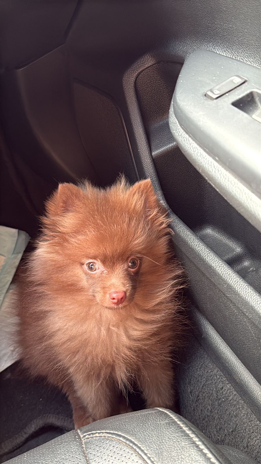 Portal Vendocão Spitz alemão Anão - LULU Brasilia 