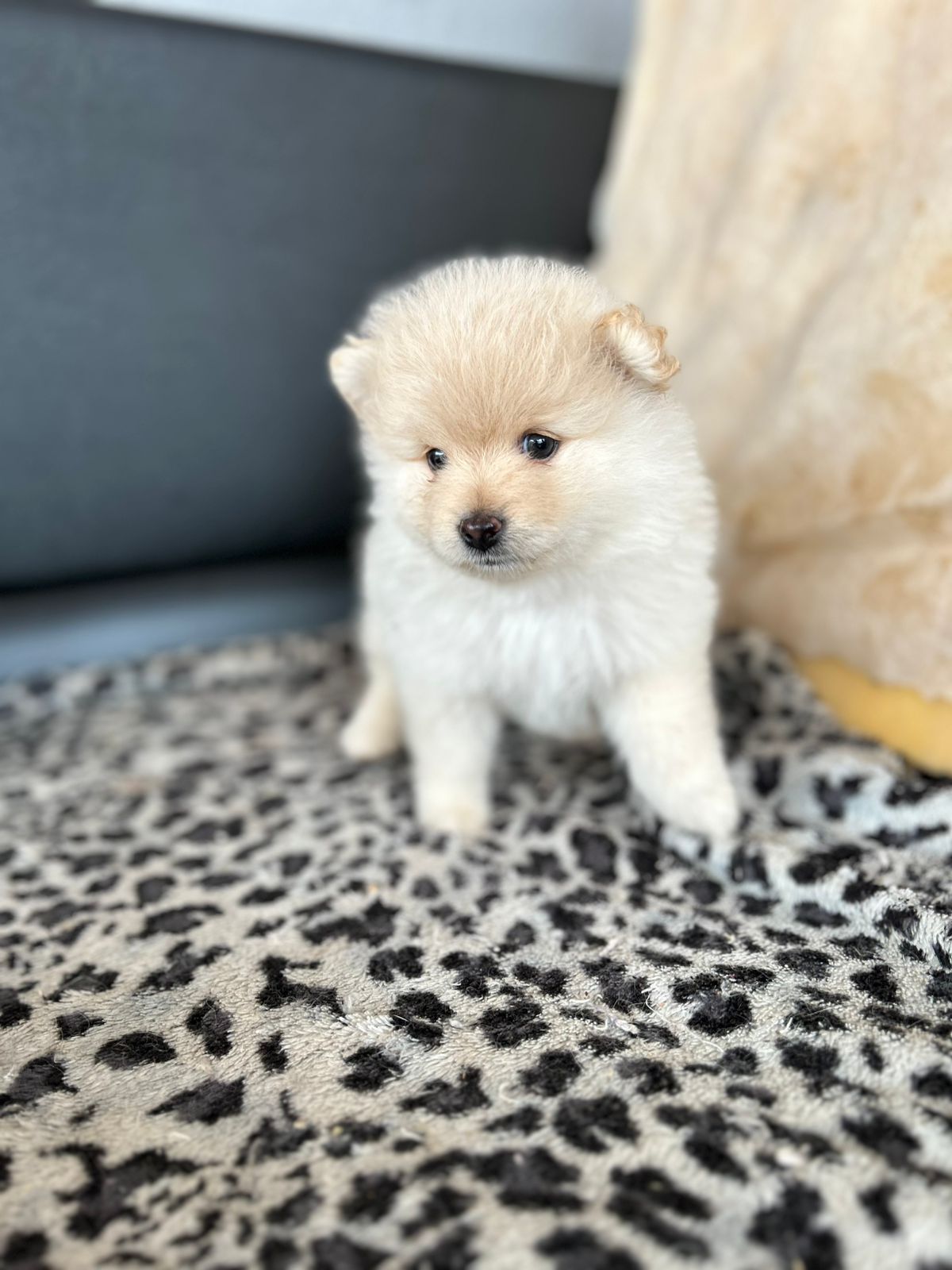 Portal Vendocão Filhote de sptzalemao  Senador Canedo