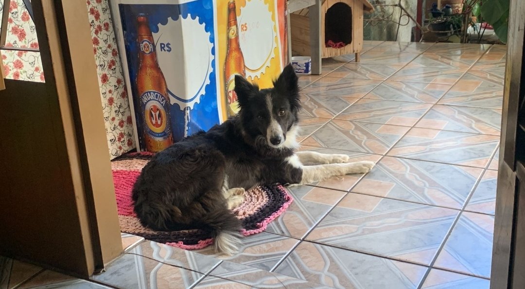 Vendo cachorra BORDER COLLIE R$ 800,00 - Foto 1