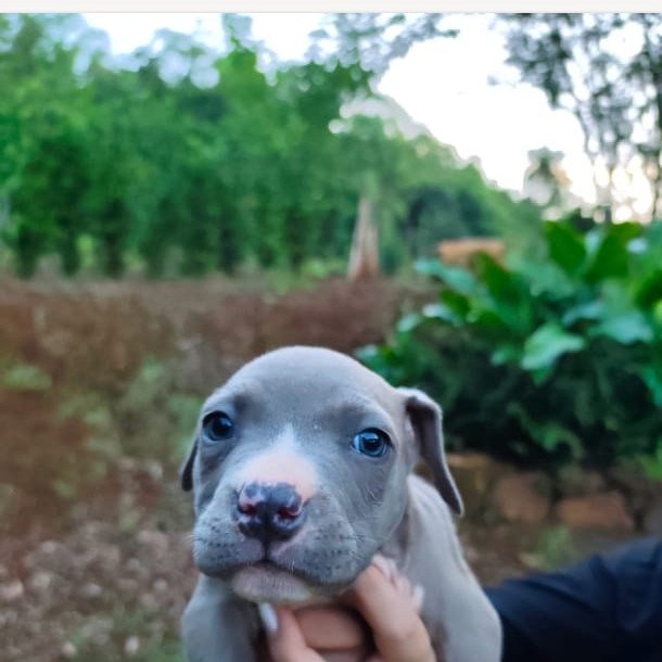 Pitbull - Foto 3
