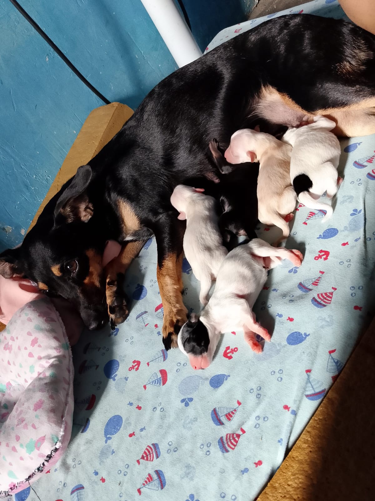 Portal Vendocão Vende-se cachorros  Salvador