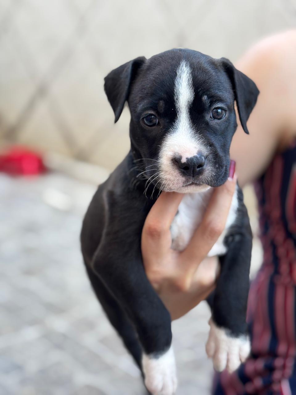 Portal Vendocão Todos estão sendo criados com acompanhamento veterinário desde a gestação. Os pais são dóceis, saudáveis e os filhotes estão sendo alimentados corretamente, com reforço de vitaminas, fórmula e todos os cuidados. Eles serão entregues vacinados e vermifugados, então o valor também reflete essa respons João Pessoa 