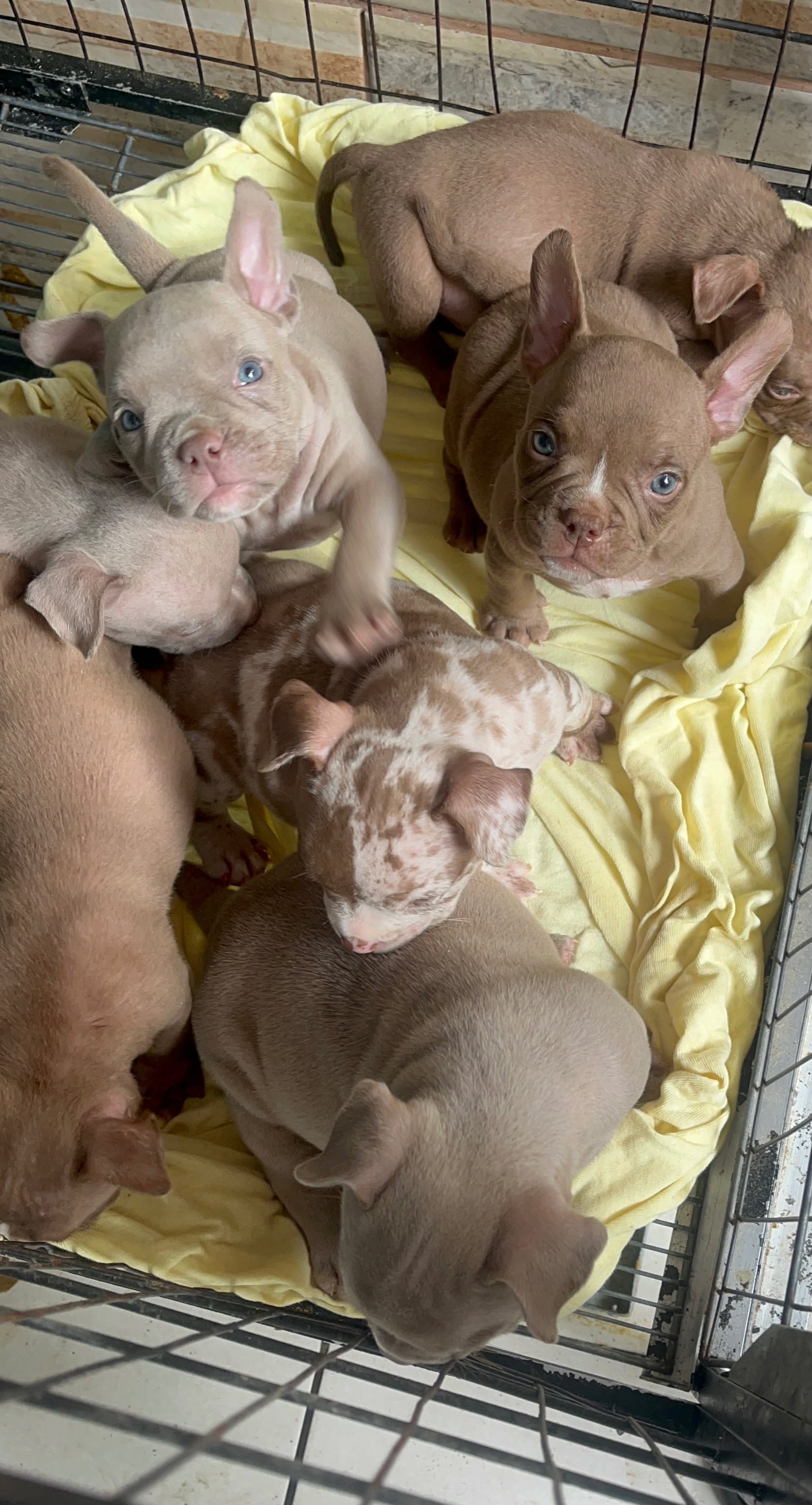 American Bully Micro - Foto 1