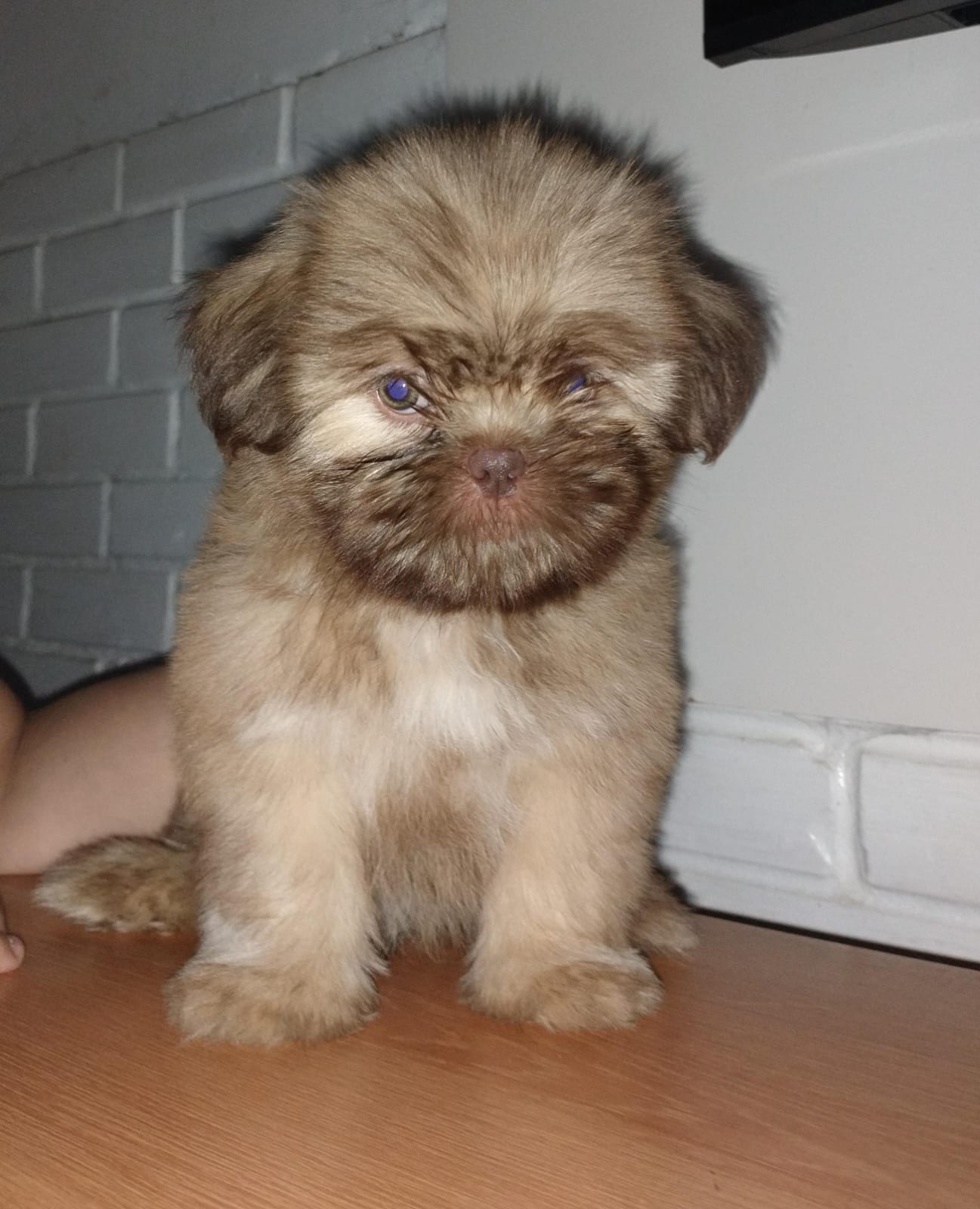 Portal Vendocão Machinho de Shih-Tzu com olhos verdes, raridade!!! Rio de Janeiro