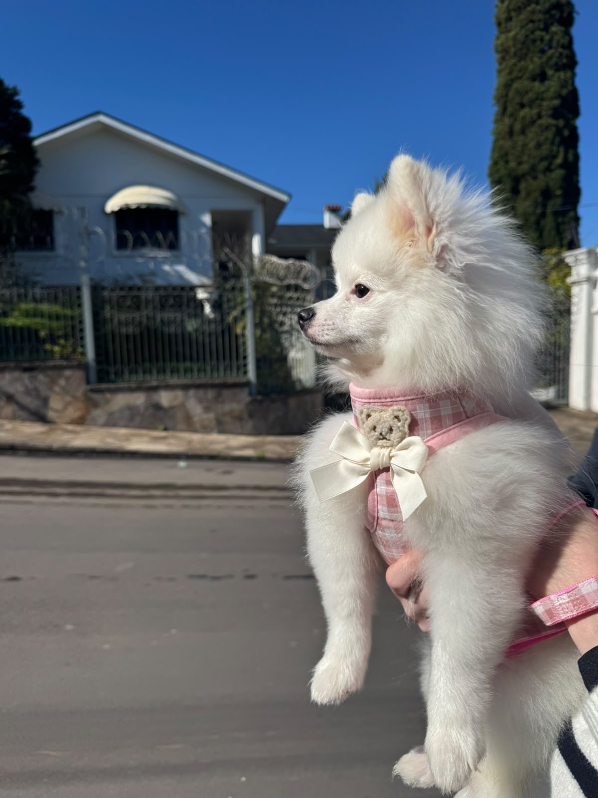 Spitz Alemão - Foto 2