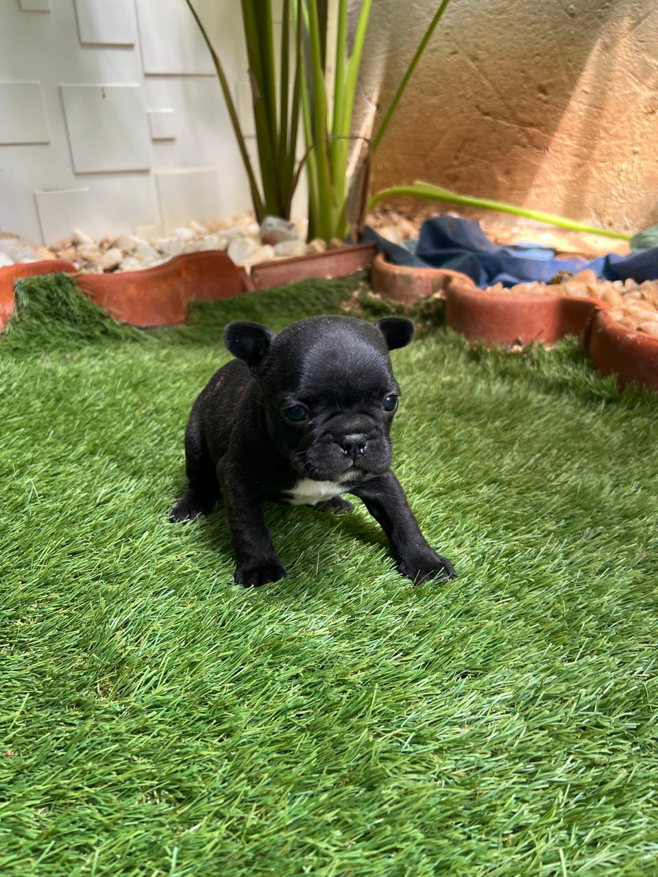 Portal Vendocão Lindos filhotinhos de Bulldog Francês Montes Claros