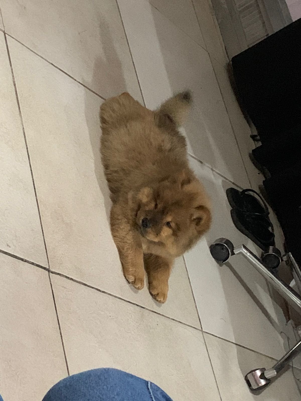 CHOW CHOW filhotes  - Foto 3