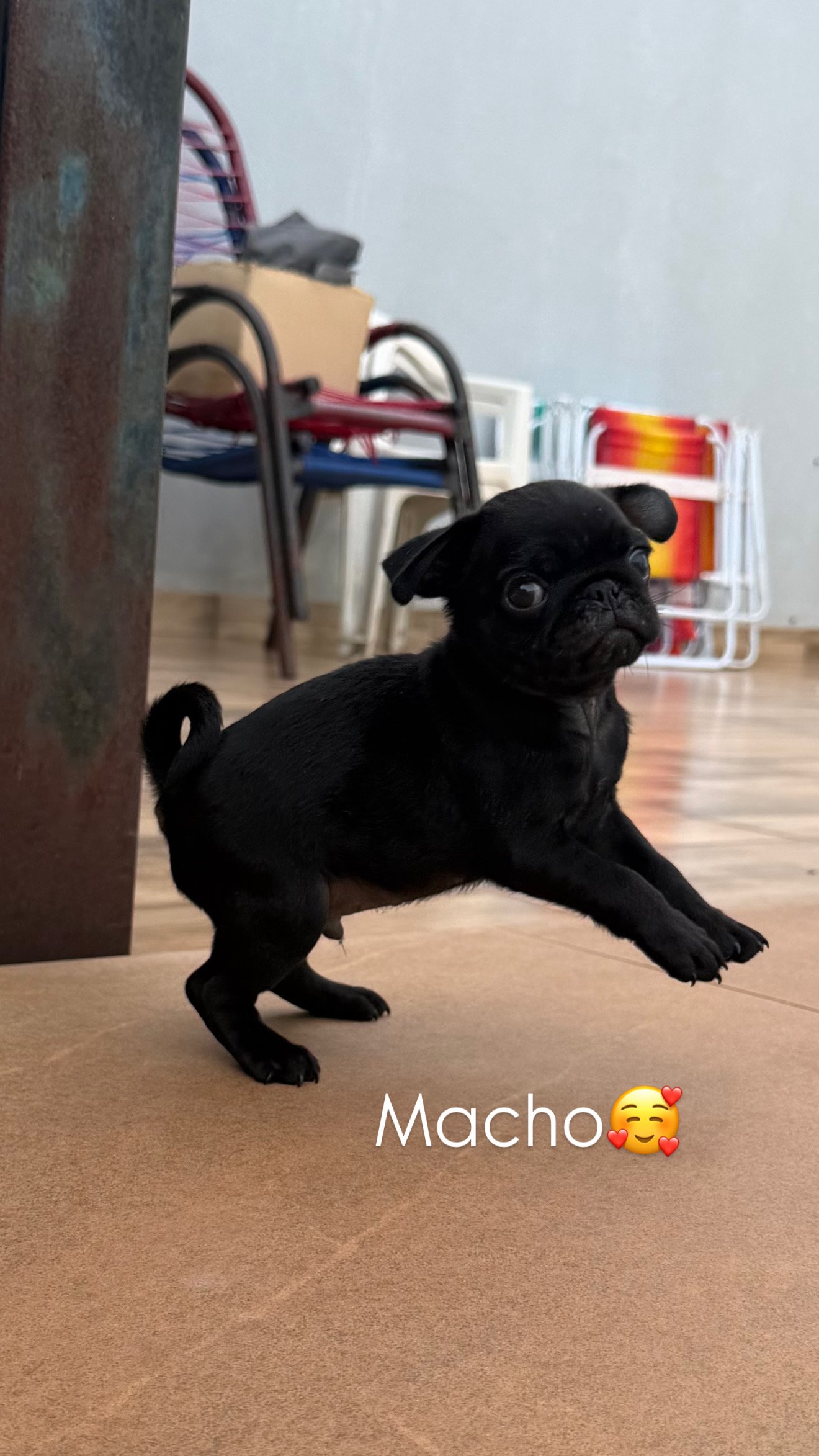 Filhote macho de PUG