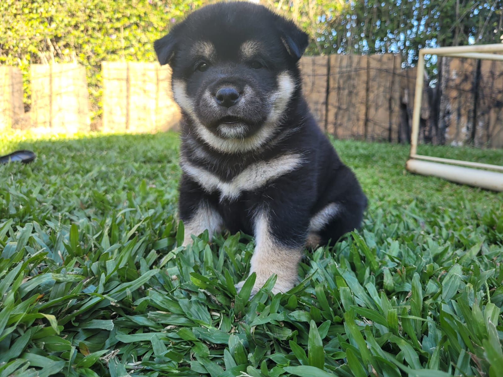 Portal Vendocão Filhotes Shiba Inu Itauna