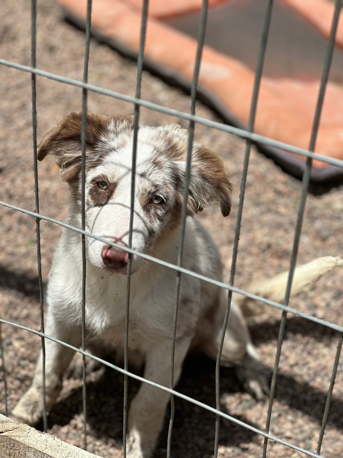 Portal Vendocão Fhotes de Border Collie sendo 4 fêmeas e 1 macho.  Porto Alegre