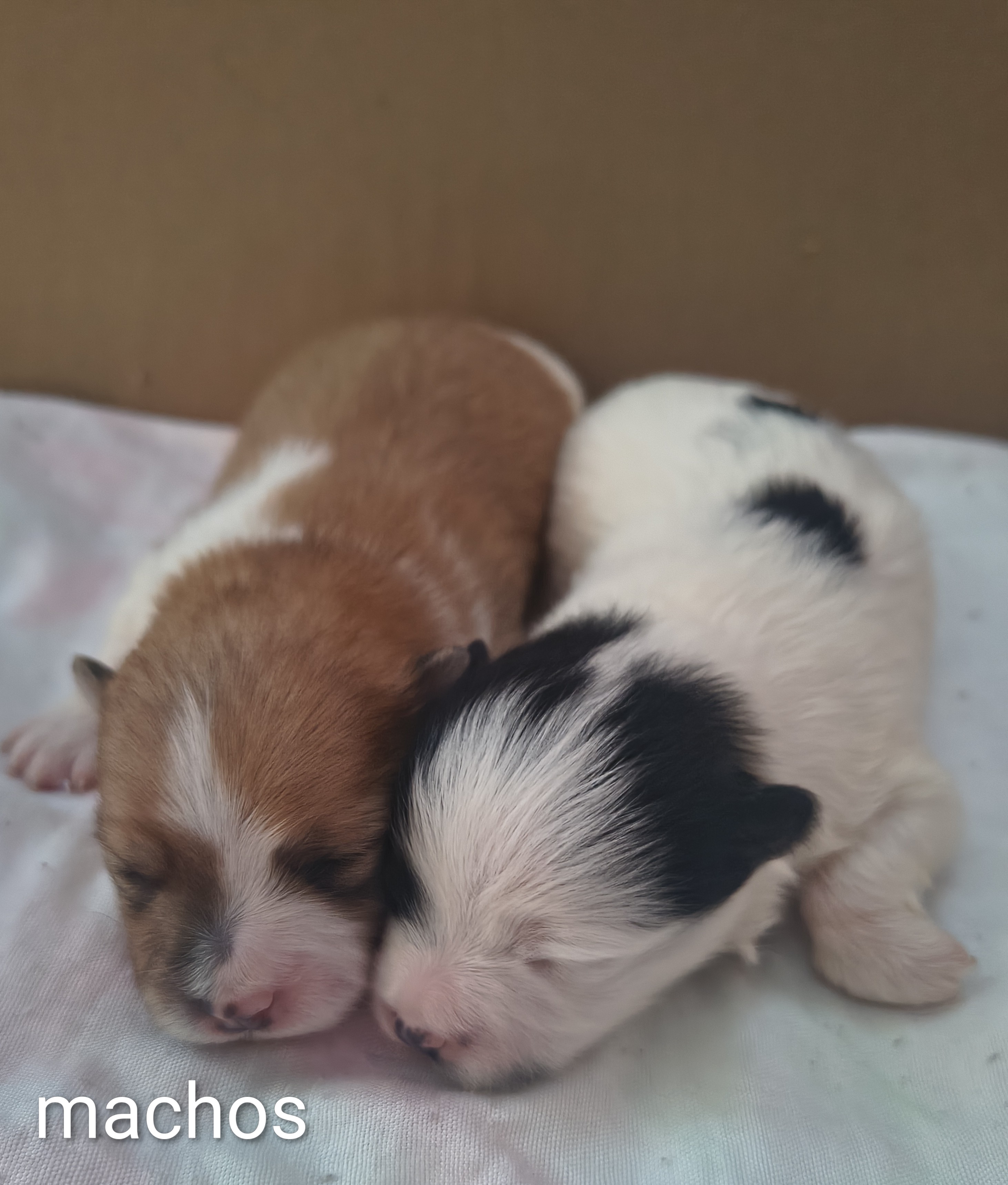 Lulu da Pomerânia  - Foto 2