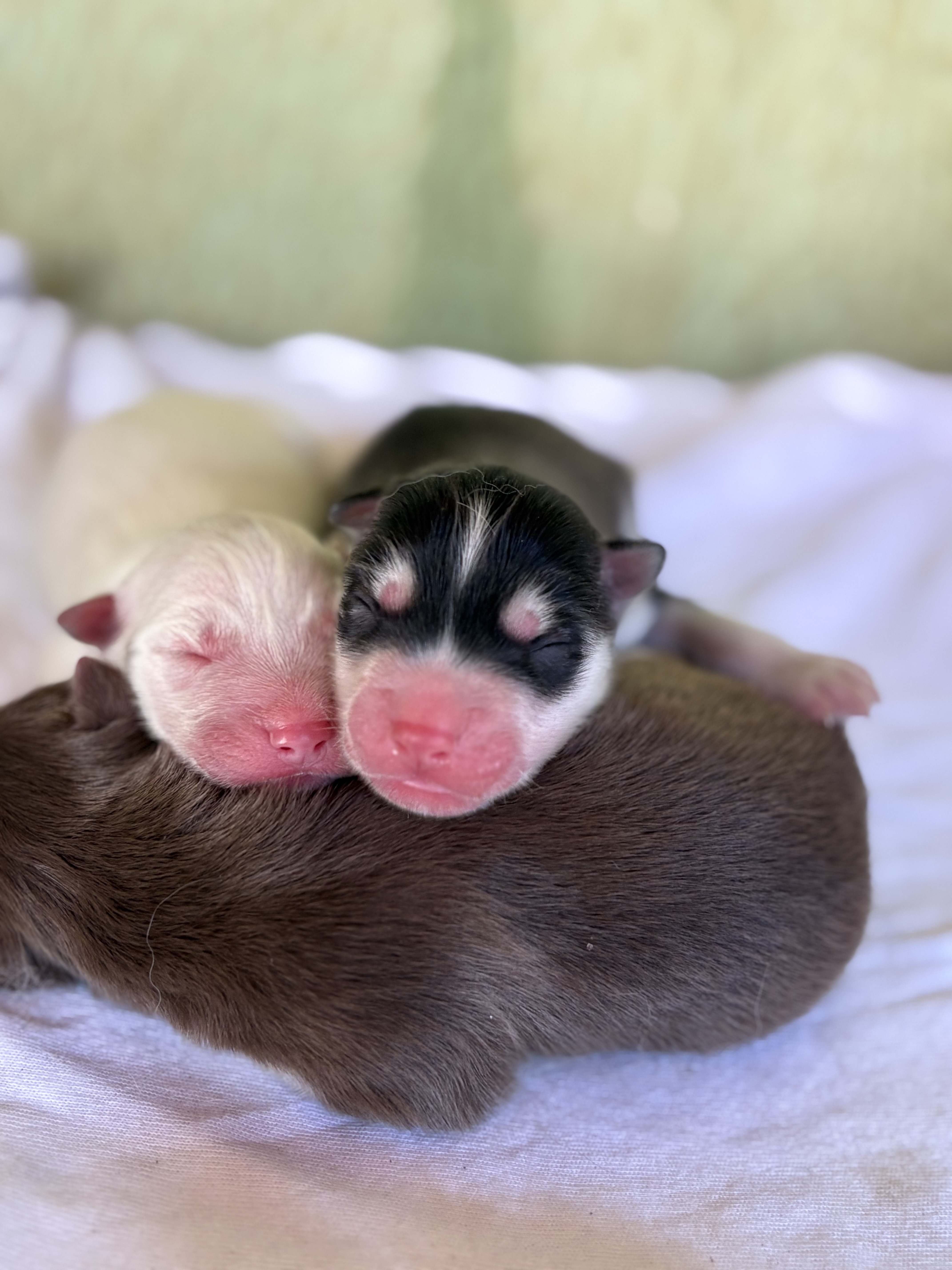Filhotes de husky siberiano - canil Arcádia kennel - Foto 1