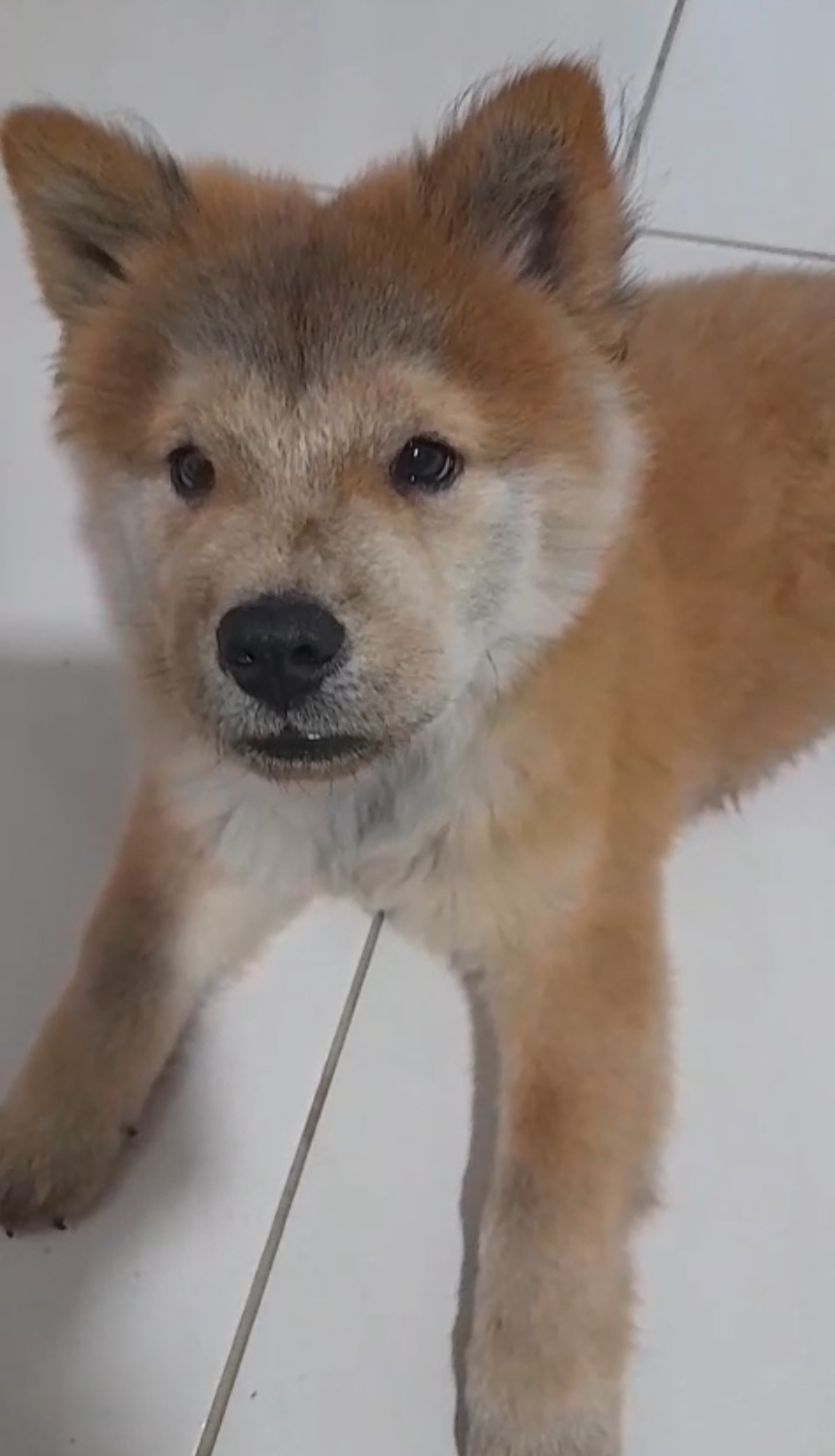 Portal Vendocão Vendo Chow Chow Feira de Santana