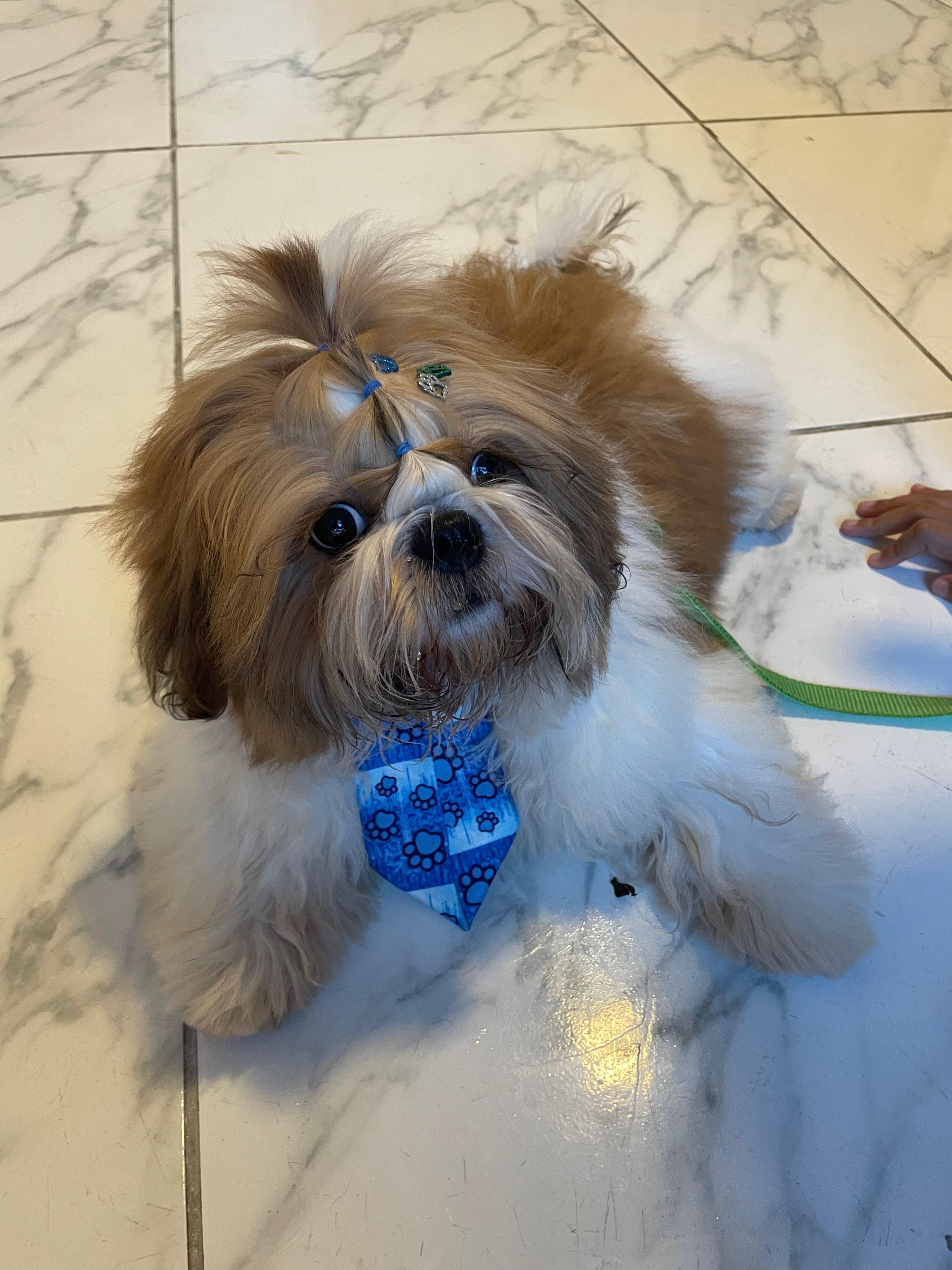 Portal Vendocão Shih Tzu filhote macho  Recife