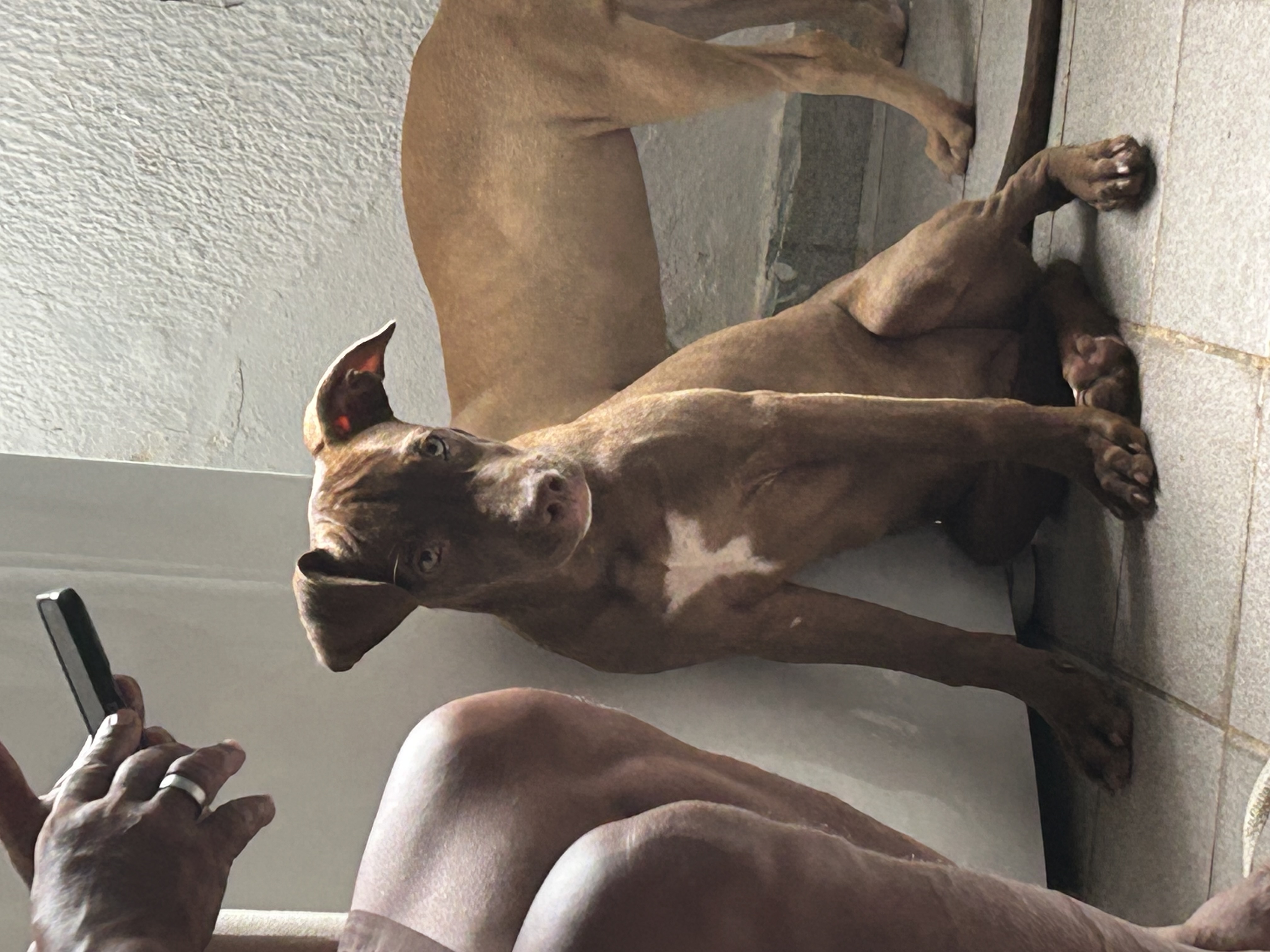 Portal Vendocão Filhotes de pitbull  Maceió 