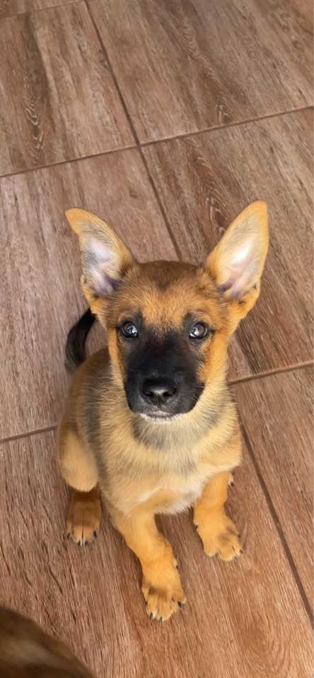 Pastor belga malinois