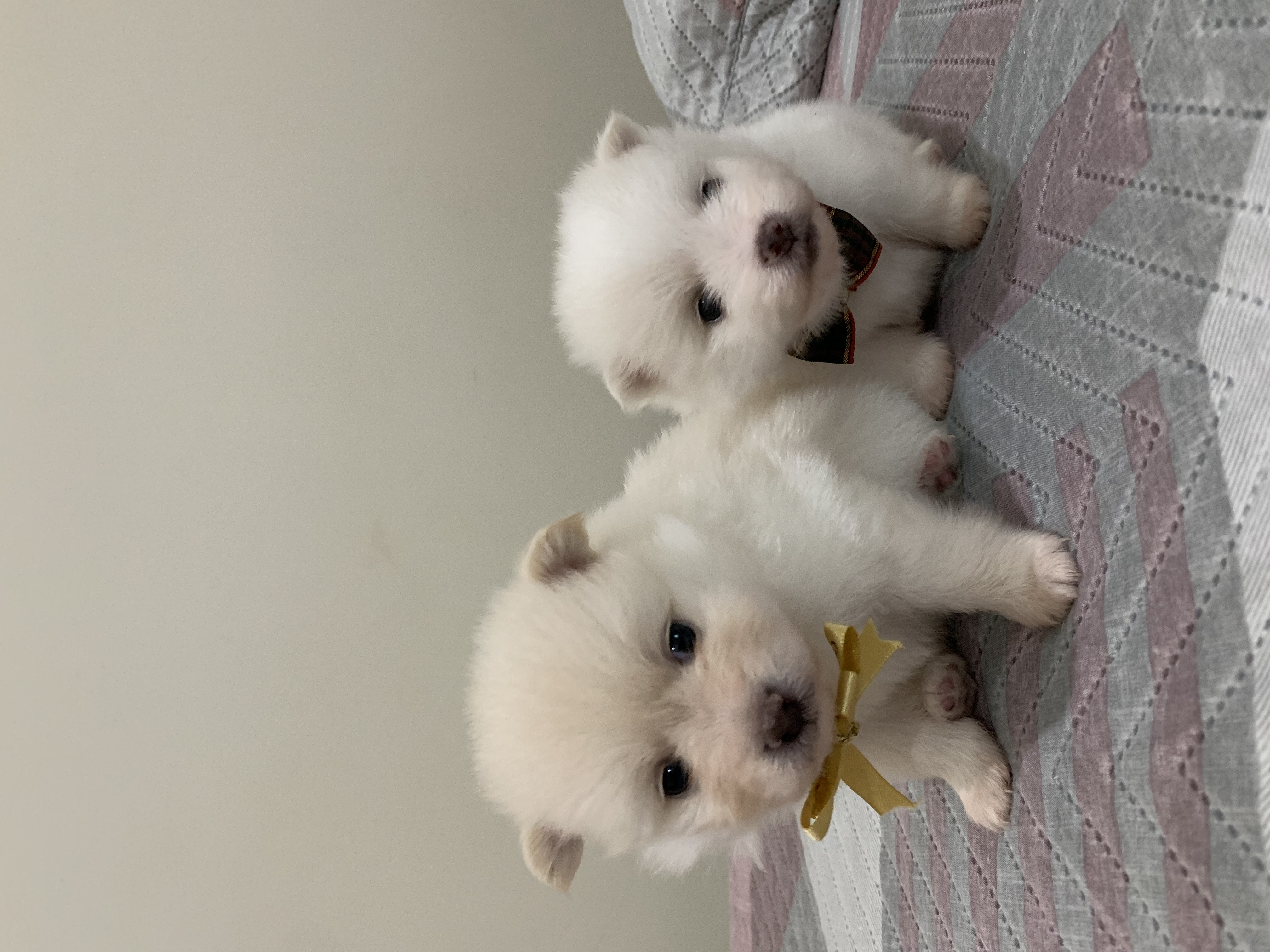 Portal Vendocão Filhotes Spitz Alemão Lulu da Pomerania  Belo Horizonte 