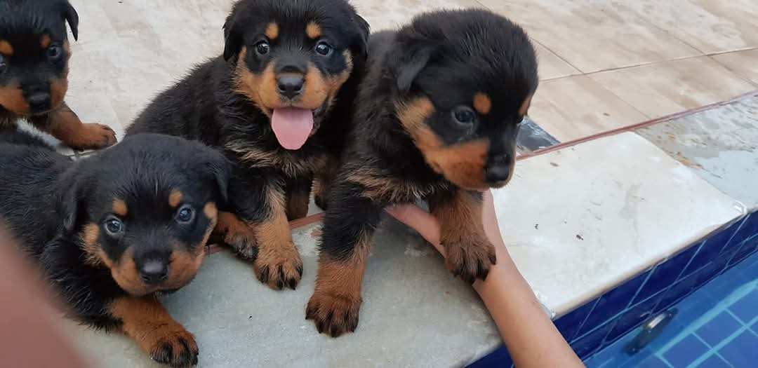 Portal Vendocão Vendo filhotes da raça rotweiller, 100% com pedigree expedido pela cbkc (pais estão no local) Manaus