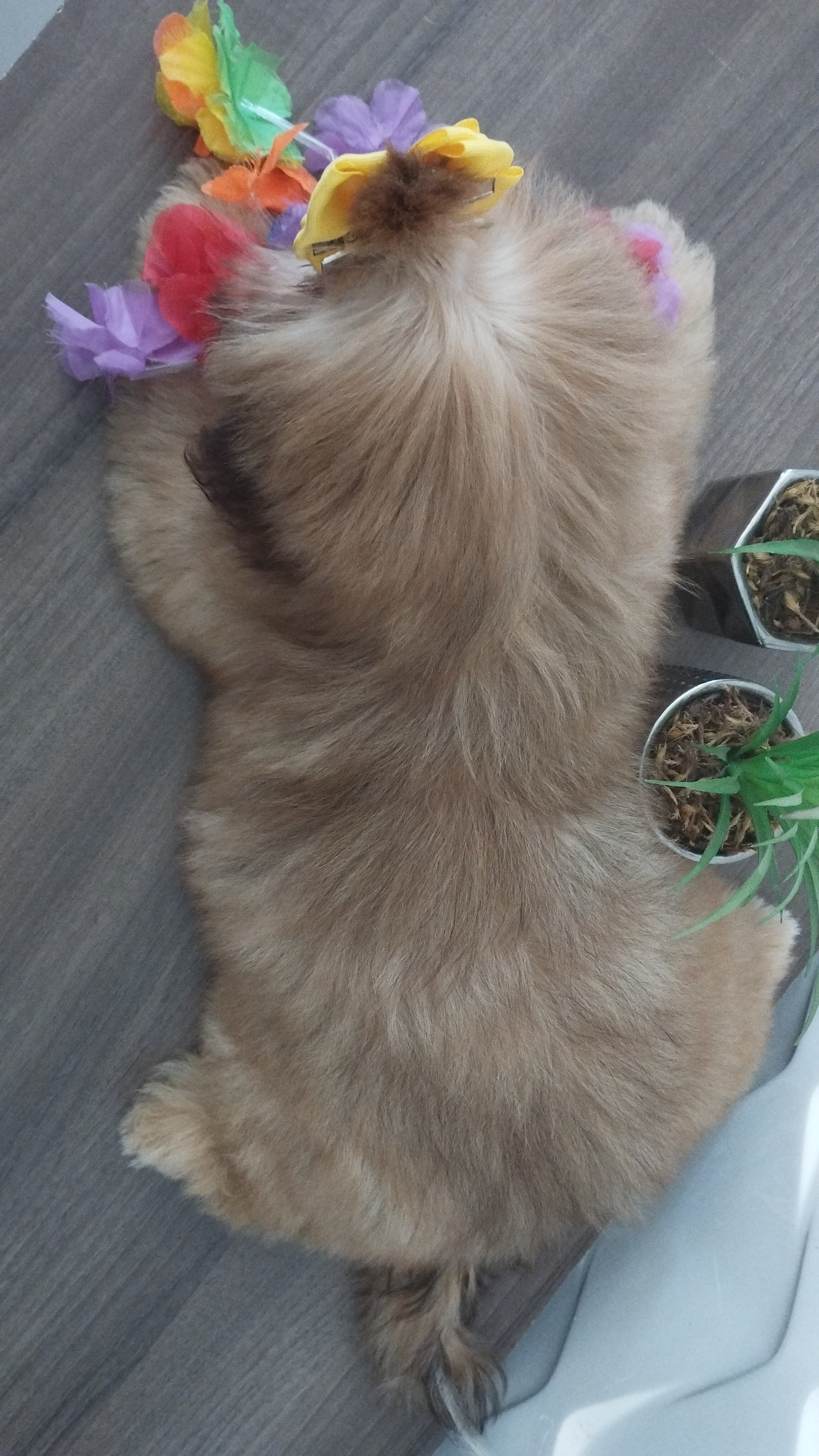 Portal Vendocão Filhotes Shihtzu fêmeas chocolate  Lavras