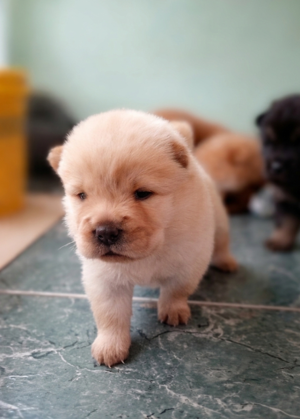 Filhotes de Chow Chow  - Foto 1