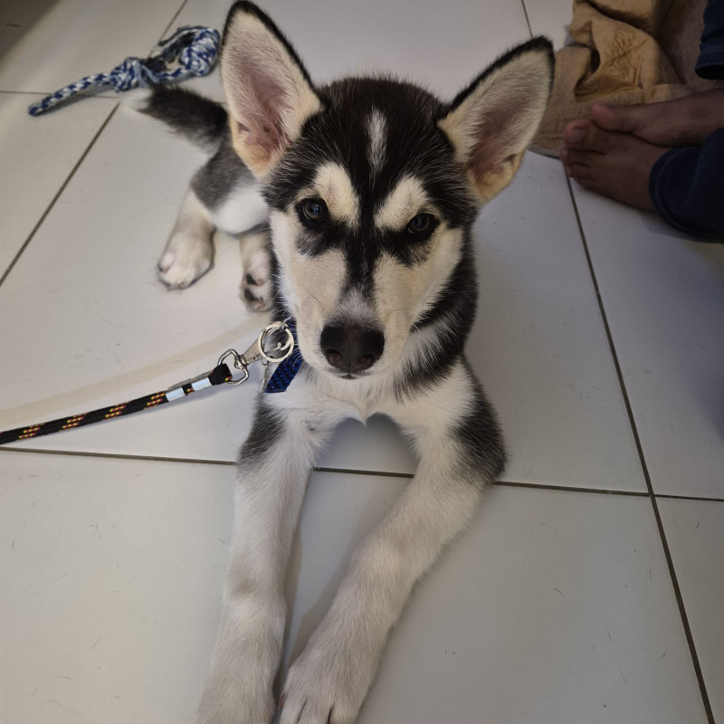 Husky Siberiano - Foto 3