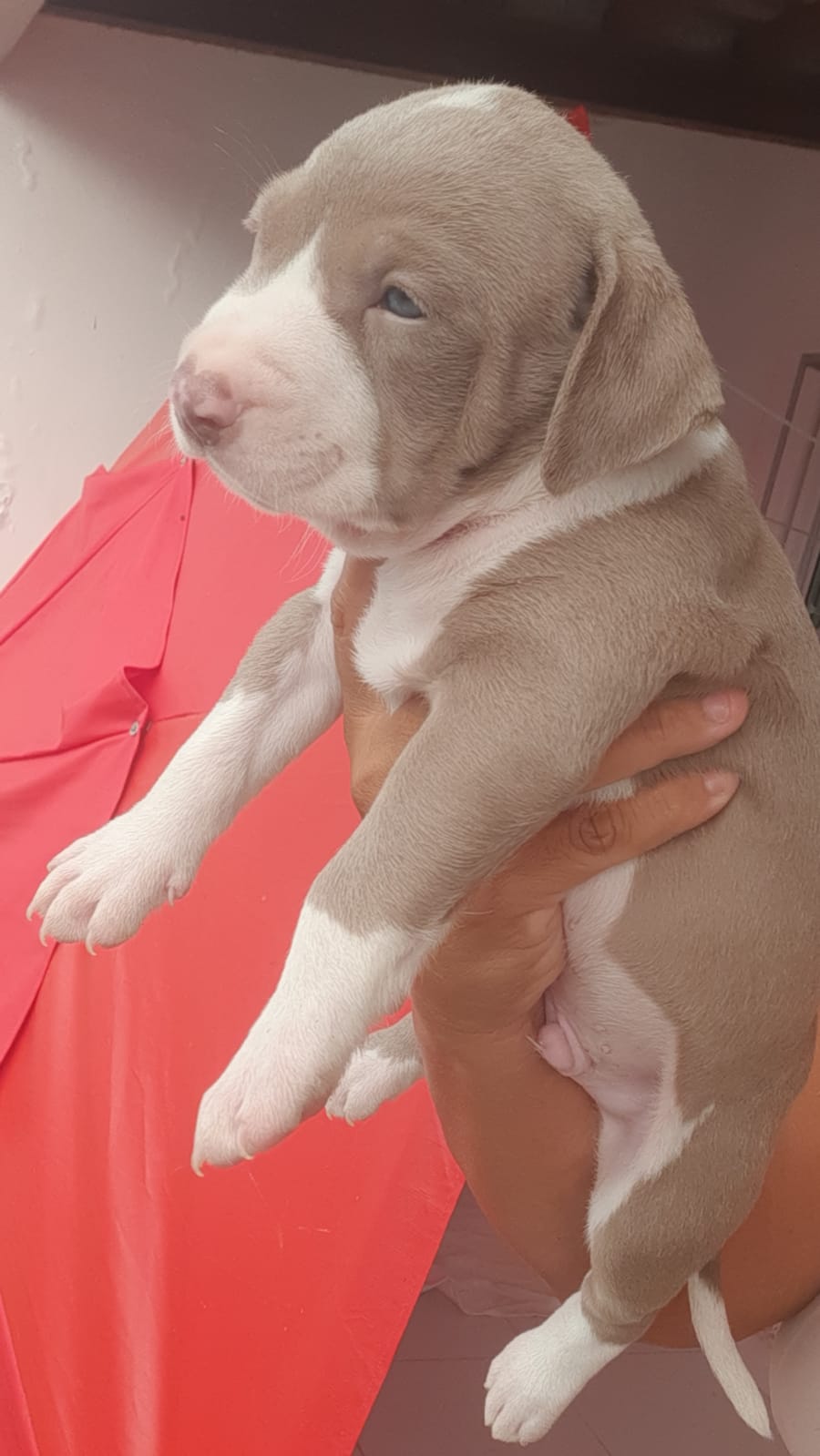 Portal Vendocão Filhotes de Pitbull  Conde