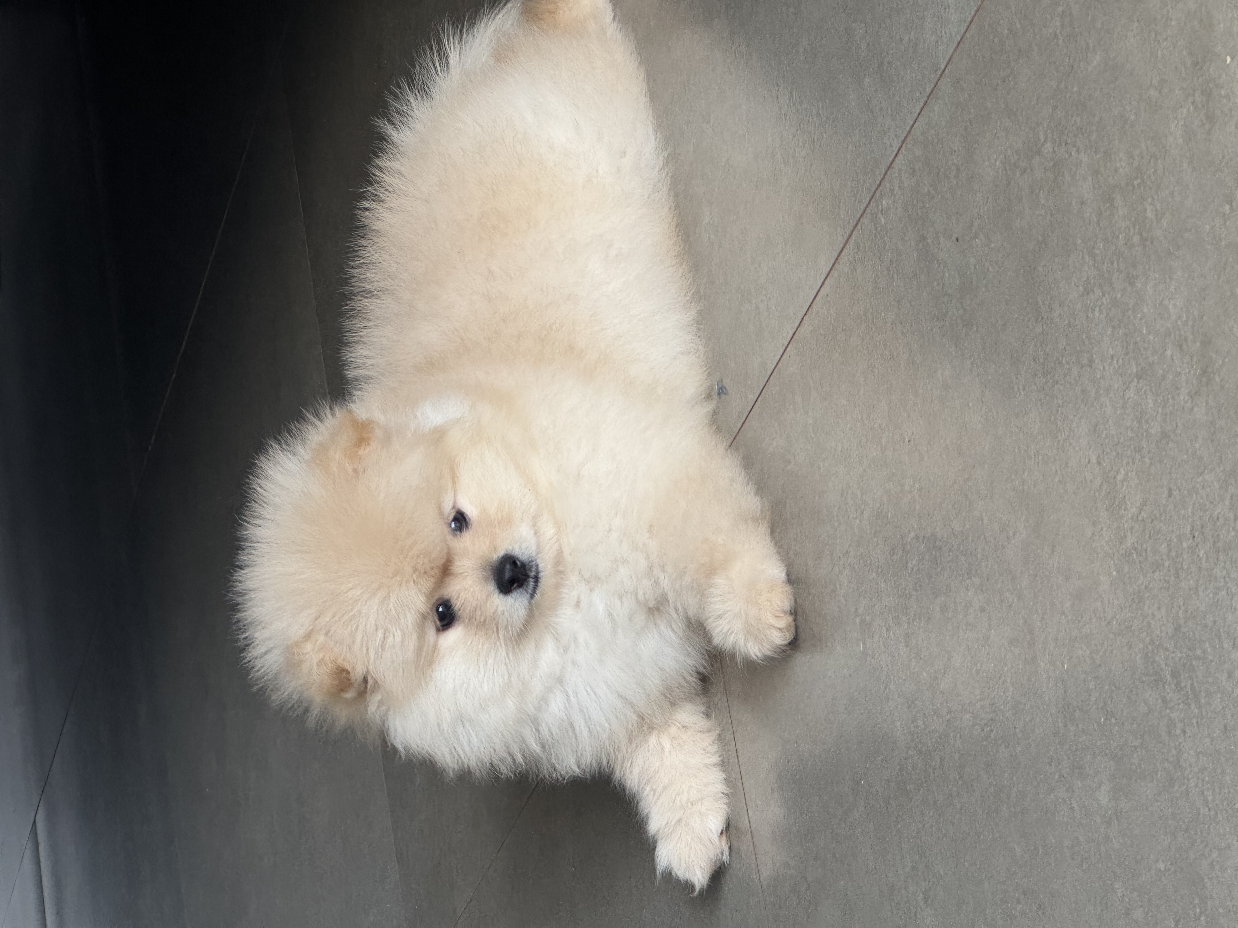 Portal Vendocão Lulu da Pomerania Micro -Machinho Foz do Iguaçu 