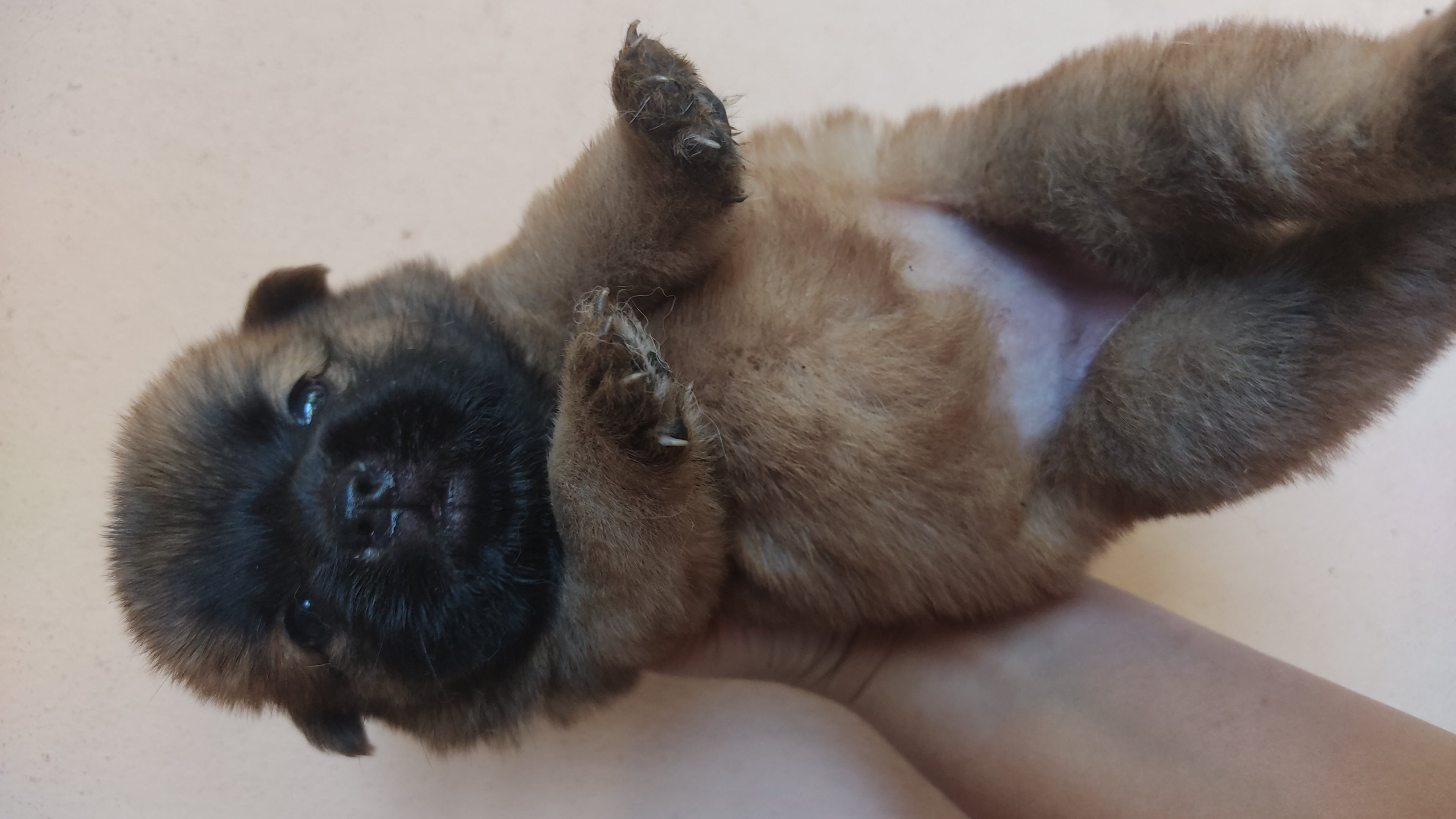 Portal Vendocão Vendo filhote de cão de guarda  Campo Grande