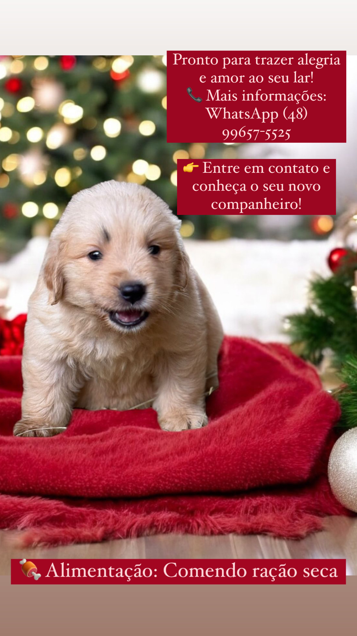 Portal Vendocão Lindos filhotes de Golden Retriever São José 
