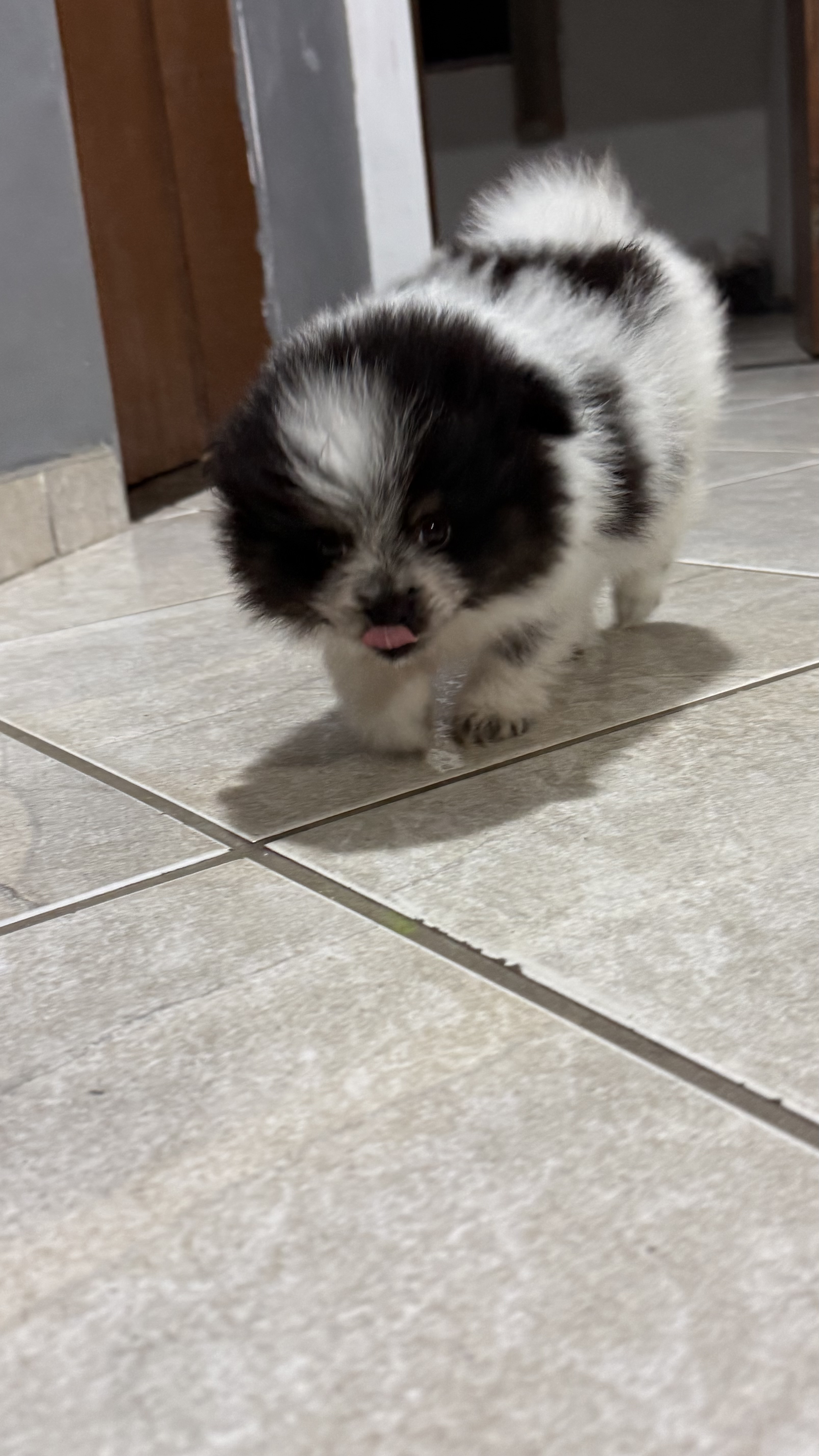 Lulu da Pomerania anão